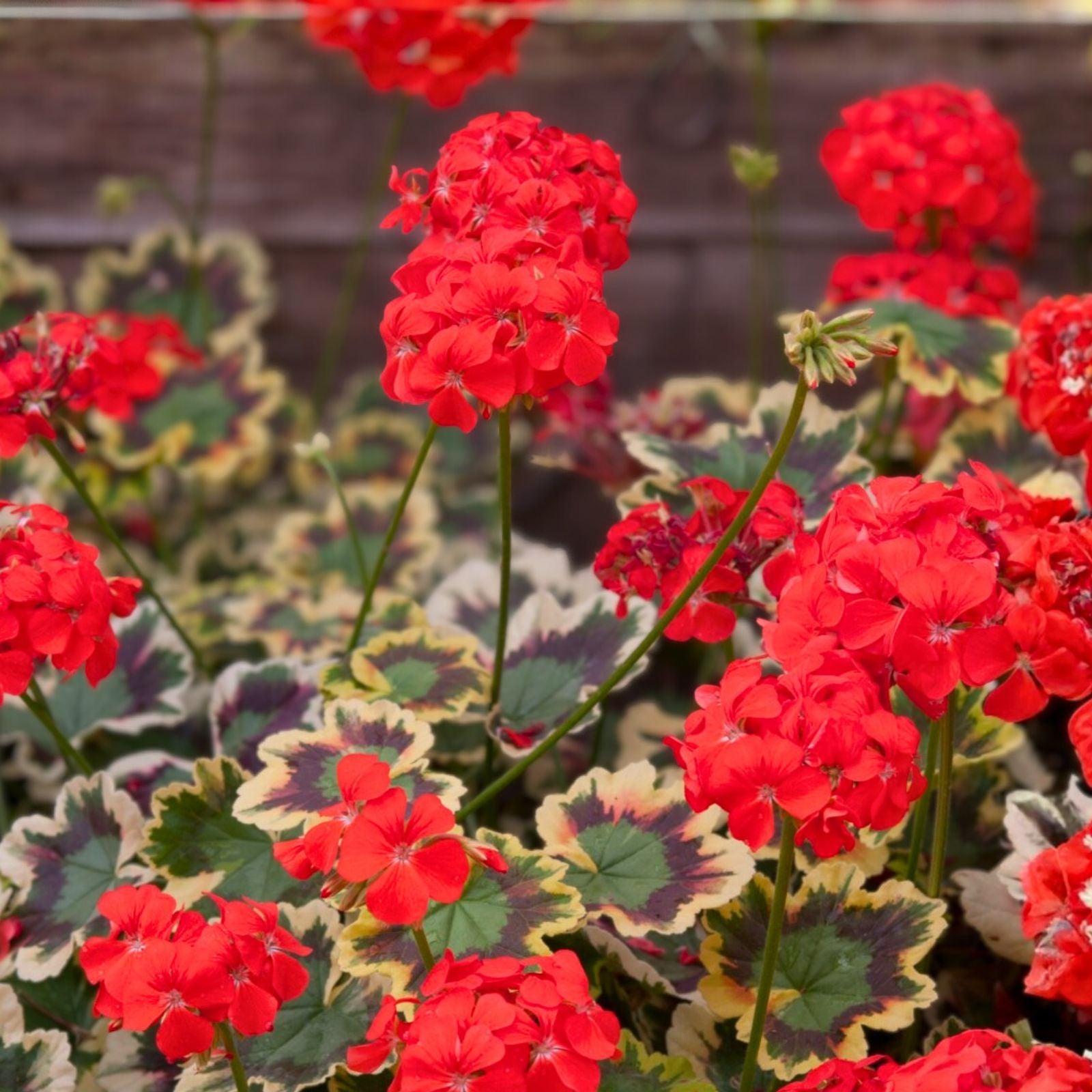 Variegated Geranium Cuttings - 6" - 3 Beautiful Cuttings - Pelargonium spp.