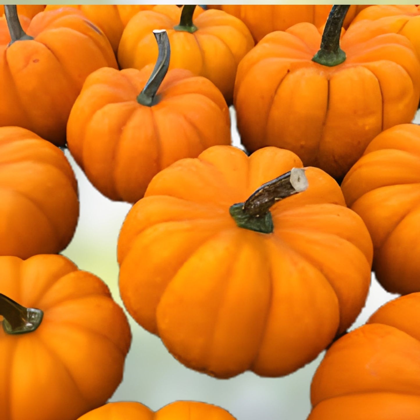 Orangita Pumpkin Seeds 10 Pack Small Orange Pumpkins Cucurbita pepo Garden Seeds