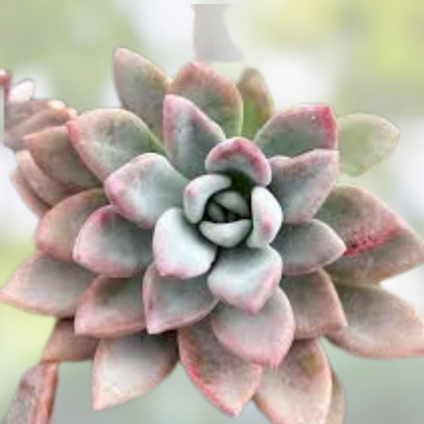 Rare Graptoveria Dusty Succulent Plant 3-Inch Easy Care Decor Gift - Graptoveria Hybrid Succulent Plant