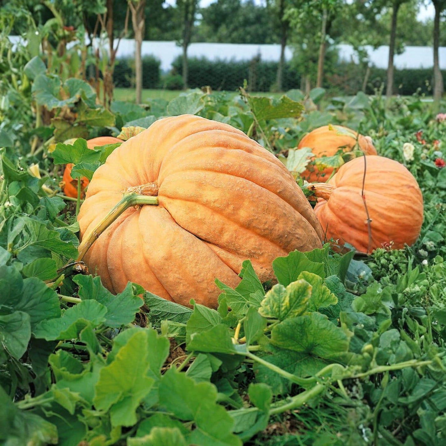 Pumpkin Seeds for Planting, 10 Seeds, Atlantic Giant Variety, World Record Size, Large Pumpkin Seeds