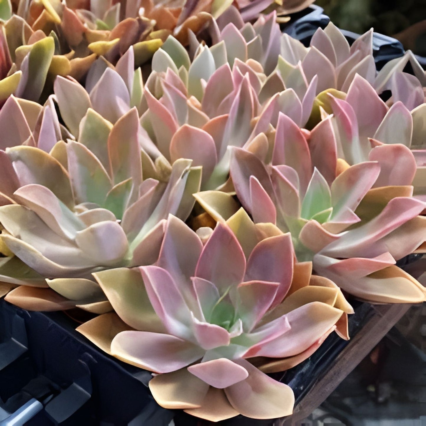 Echeveria Cuttings - Multicolor Graptoveria Rosette Succulent - Fred Ives Variety - Live Plant Propagation Material