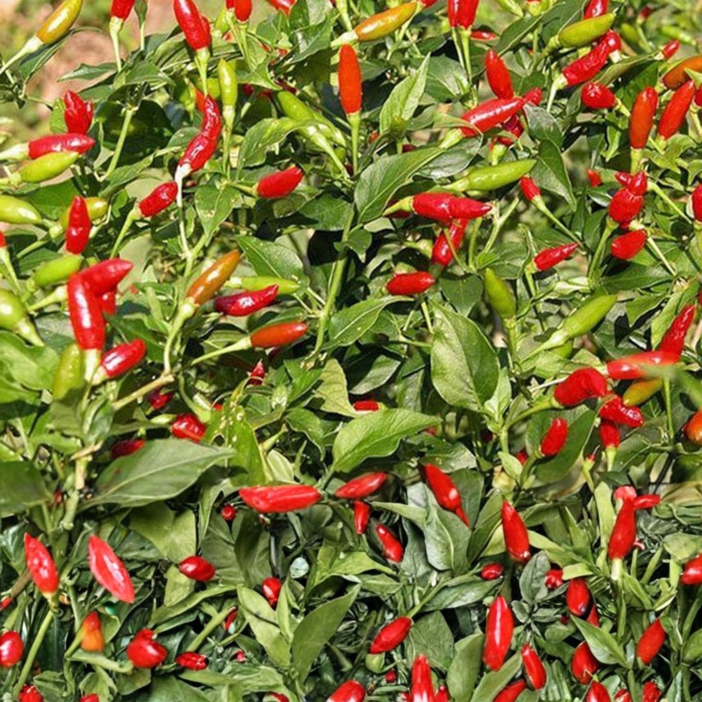 Bird's Eye Pepper Seeds - 500 Organic Capsicum annuum Seeds - USA Grown - Non-GMO, Heirloom, Spicy Chili Seeds