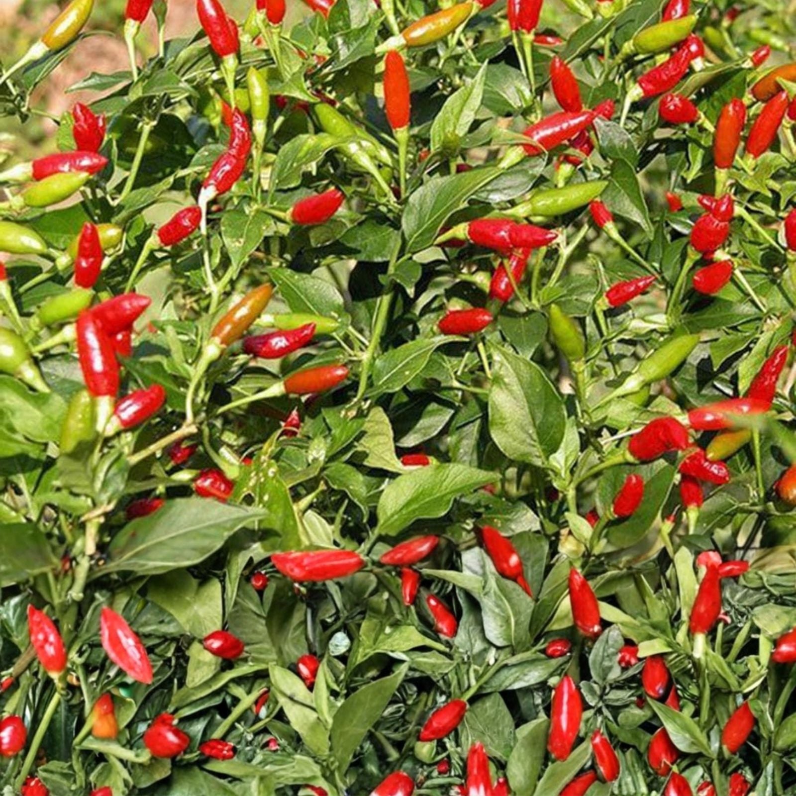 Bird's Eye Pepper Seeds - 500 Organic Capsicum annuum Seeds - USA Grown - Non-GMO, Heirloom, Spicy Chili Seeds