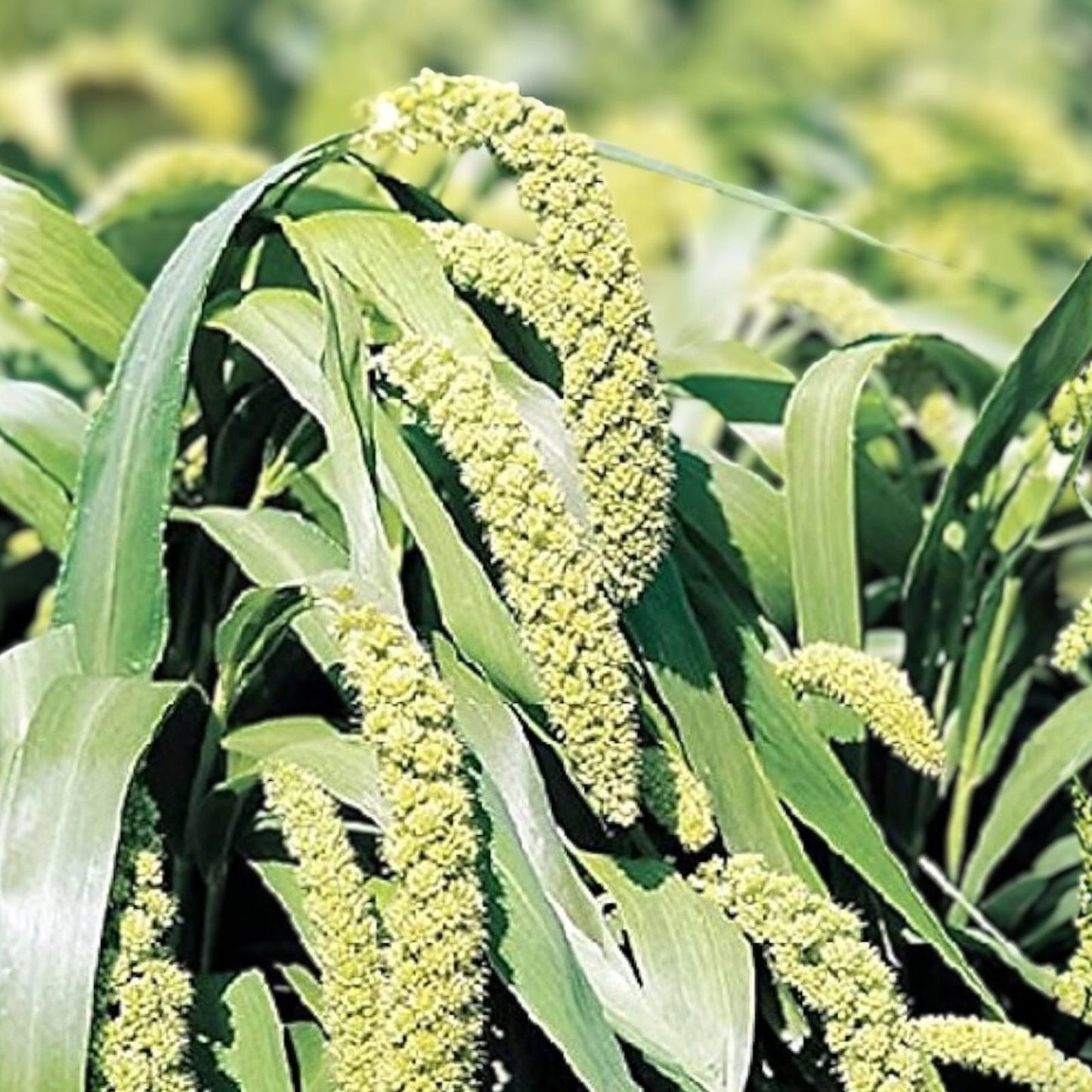 50 Ornamental Grass Seeds - Lime Light Millet Pennisetum glaucum for Gardens and Landscaping