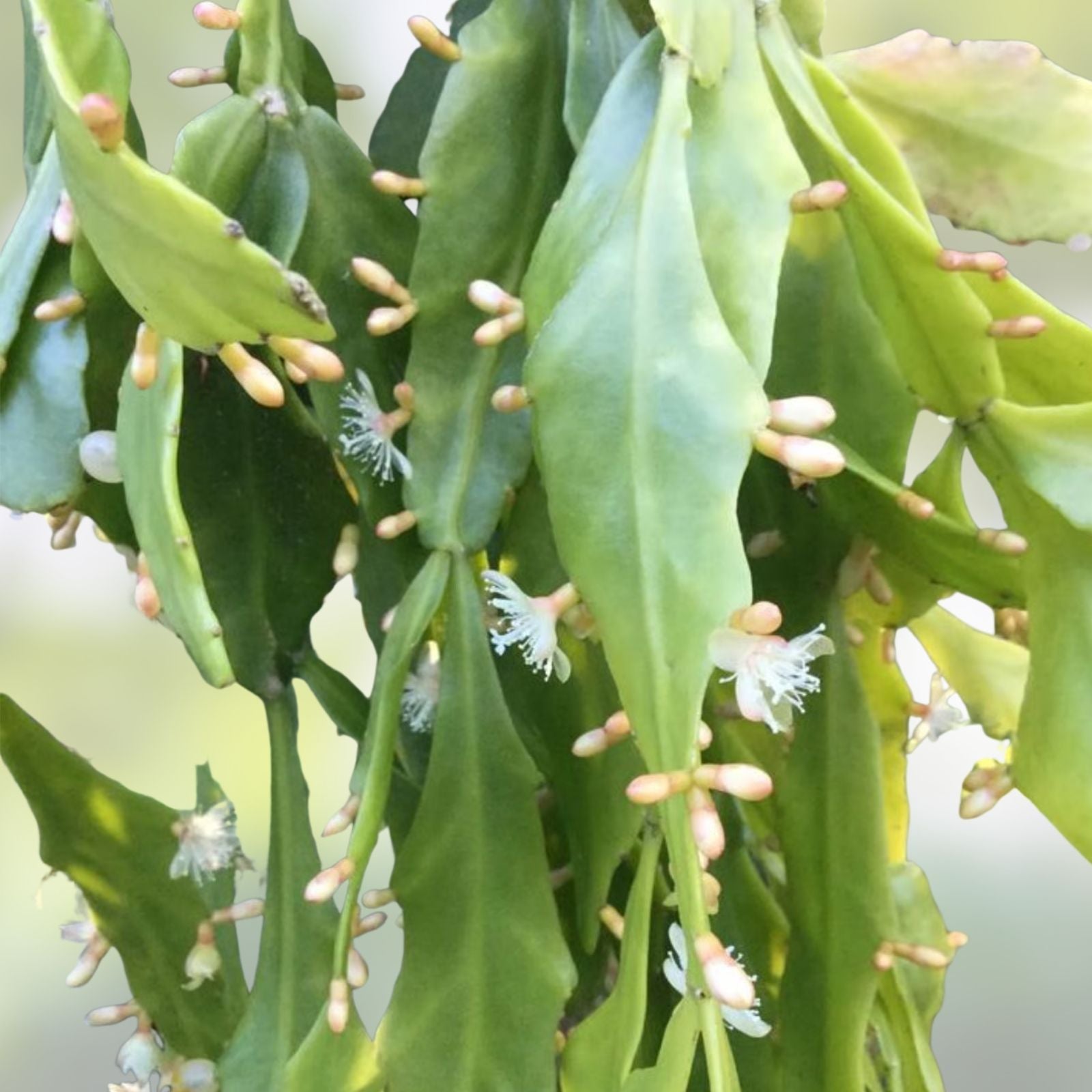 Rare Rhipsalis goebeliana Jungle Cactus Cuttings - 4 Pieces, 6” Long, Unique Indoor Plant for Home Decor