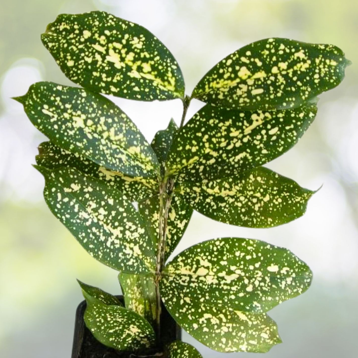 Little Tiger Plant 4" Pot Unique Striped Foliage Dracaena surculosa Indoor Decor
