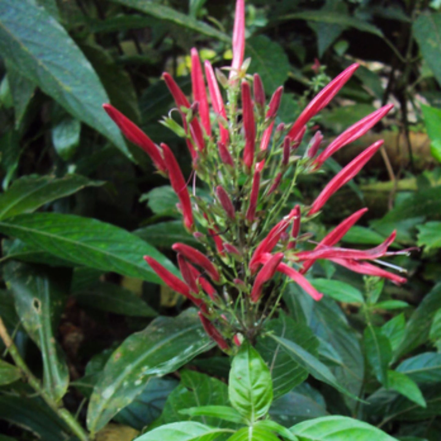 St. John's Bush Rooted Cuttings - Justicia secunda - Live Plant for Gardening and Indoor Decor