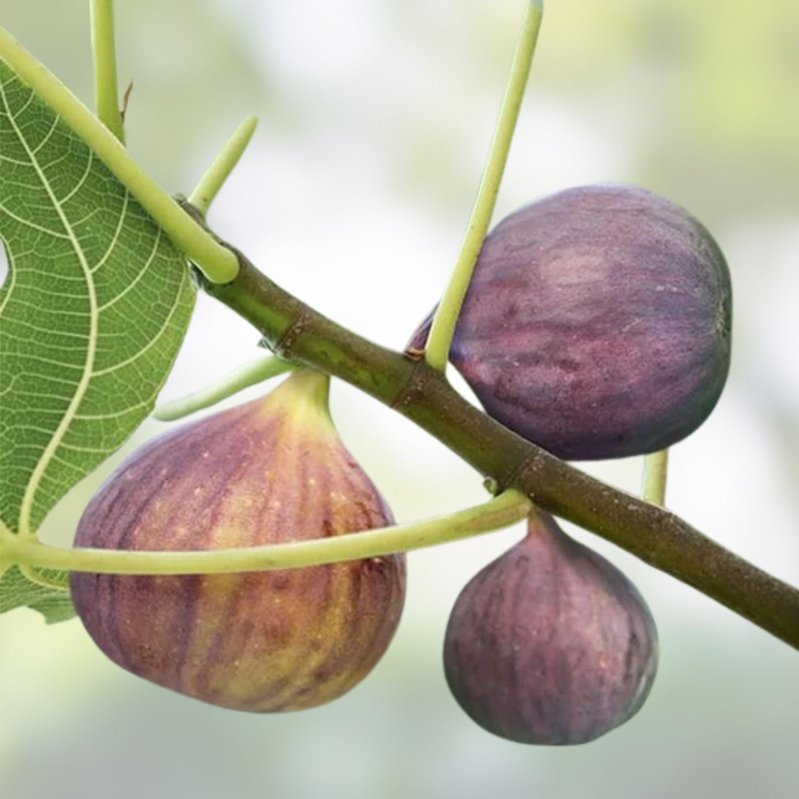 Live Starter Plant - 4" Sweet Fig Ficus carica Hardy for Zones 7-10, Full Sun, Garden and Container Growth