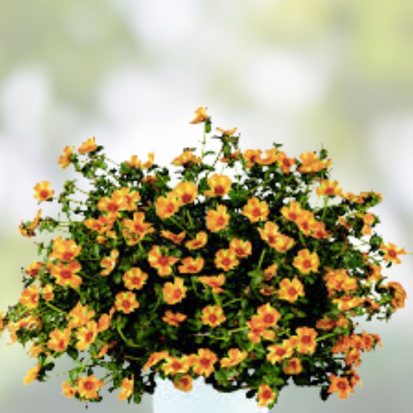 Mango Twist Portulaca Oleracea Plant - Colorful Purslane Succulent - Live Plant for Garden and Container - US Seller
