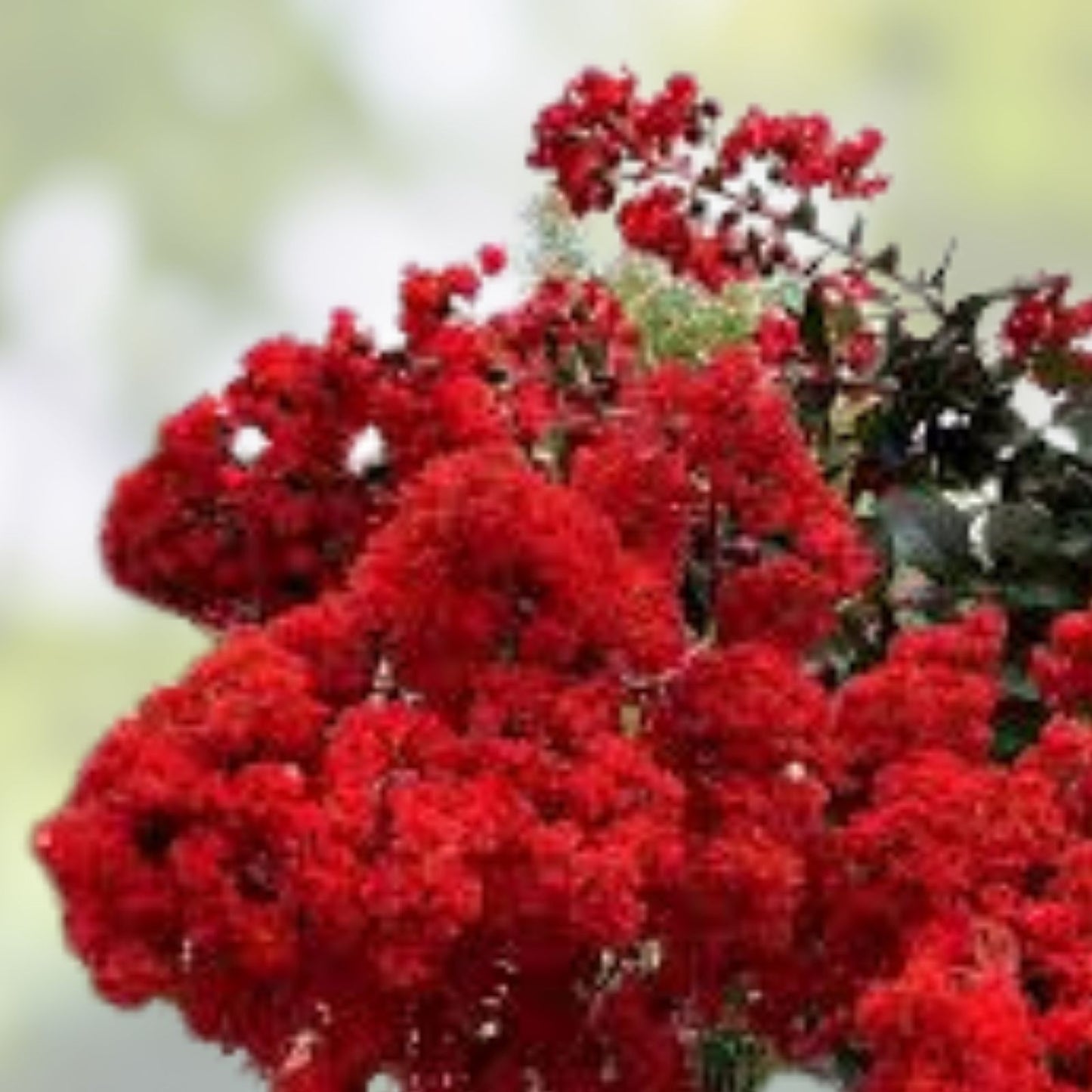 6 Red Crepe Myrtle Cuttings Lagerstroemia indica 4-6 Inches Live Plant Propagation Free Shipping