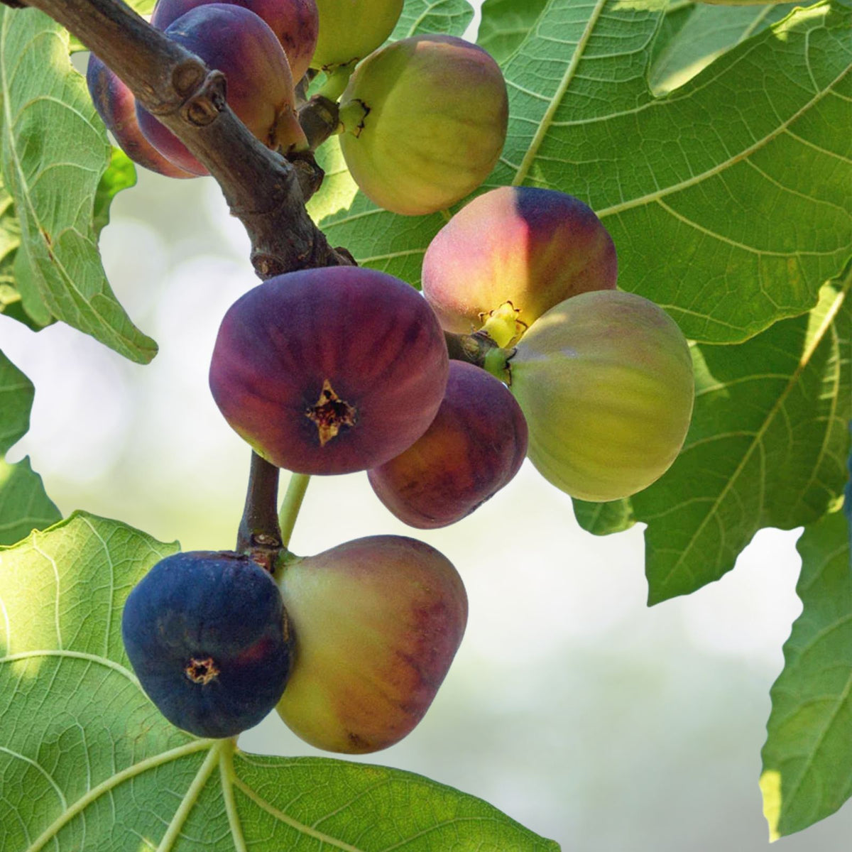 Hardy Chicago Fig Tree Cuttings - Organic Branches for Planting - Ficus carica