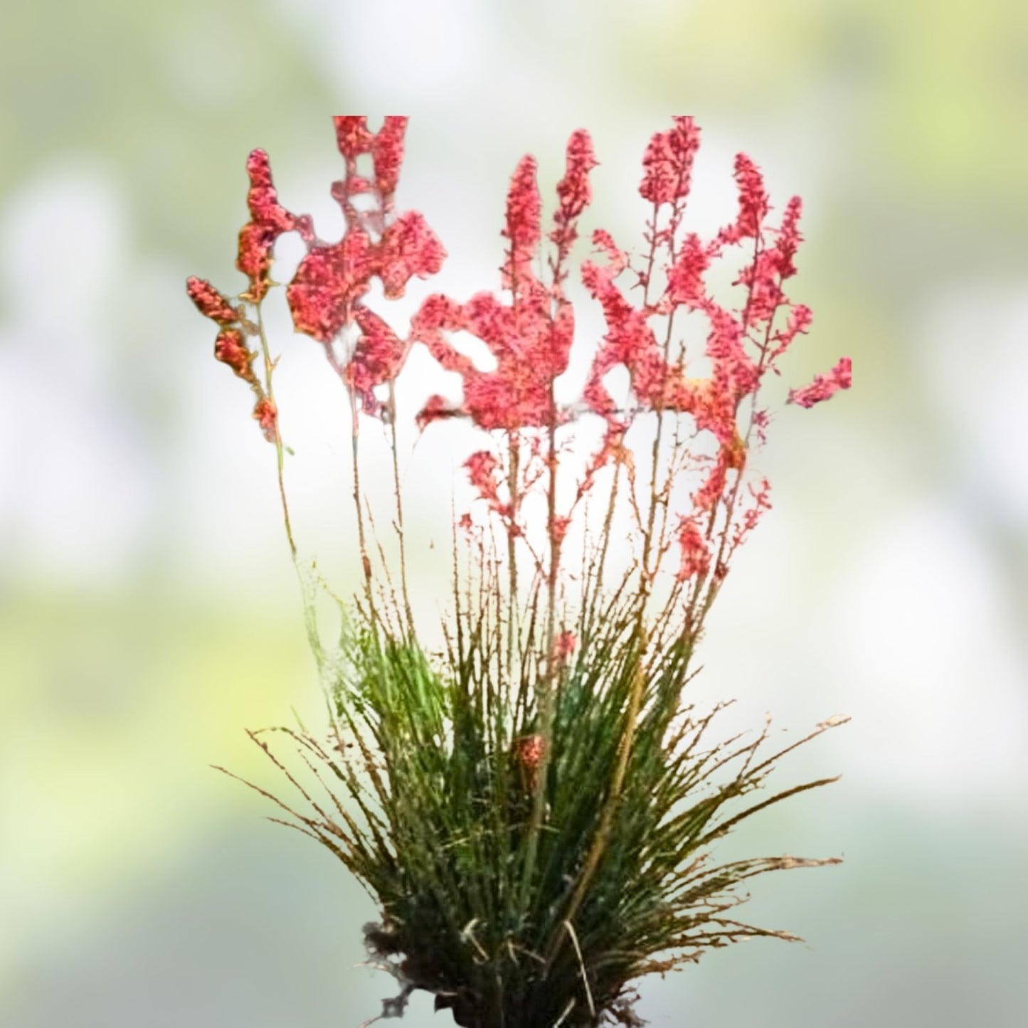 Red Yucca Seeds 20+ Hesperaloe parviflora Hummingbird & Butterfly Attracting Plant Seeds