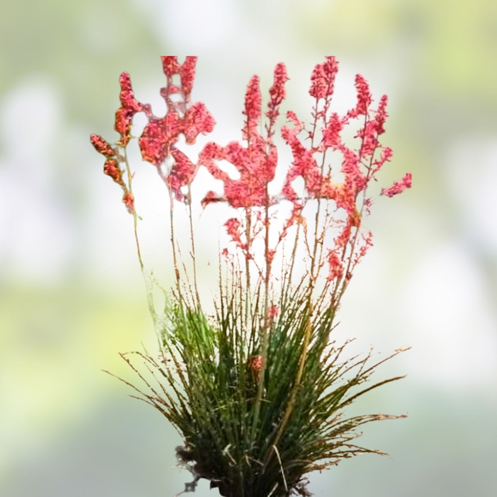 Red Yucca Seeds 20+ Hesperaloe parviflora Hummingbird & Butterfly Attracting Plant Seeds