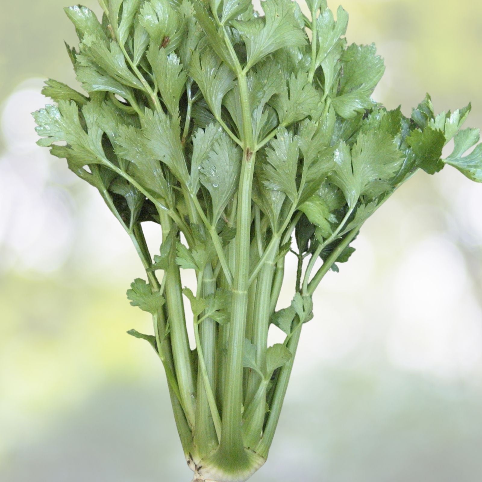 Tall Utah Celery Seeds | 2000+ Heirloom Seeds | Crisp Tender Texture | Fresh USA
