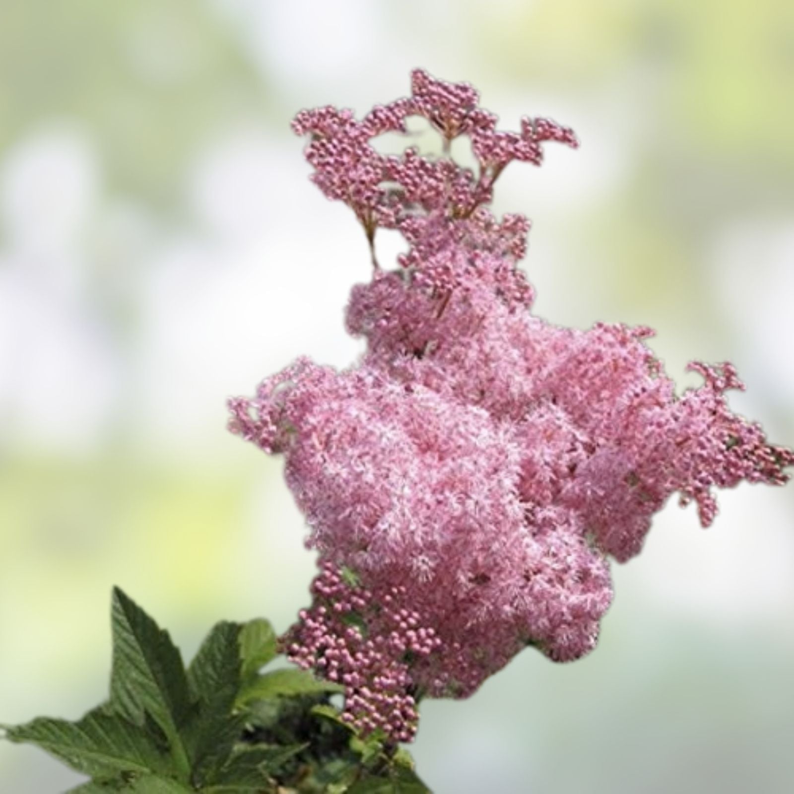 Queen of The Prairie Seeds - 40 Flowering Perennial Seeds - Filipendula rubra - Native Garden Plant Seed Pack