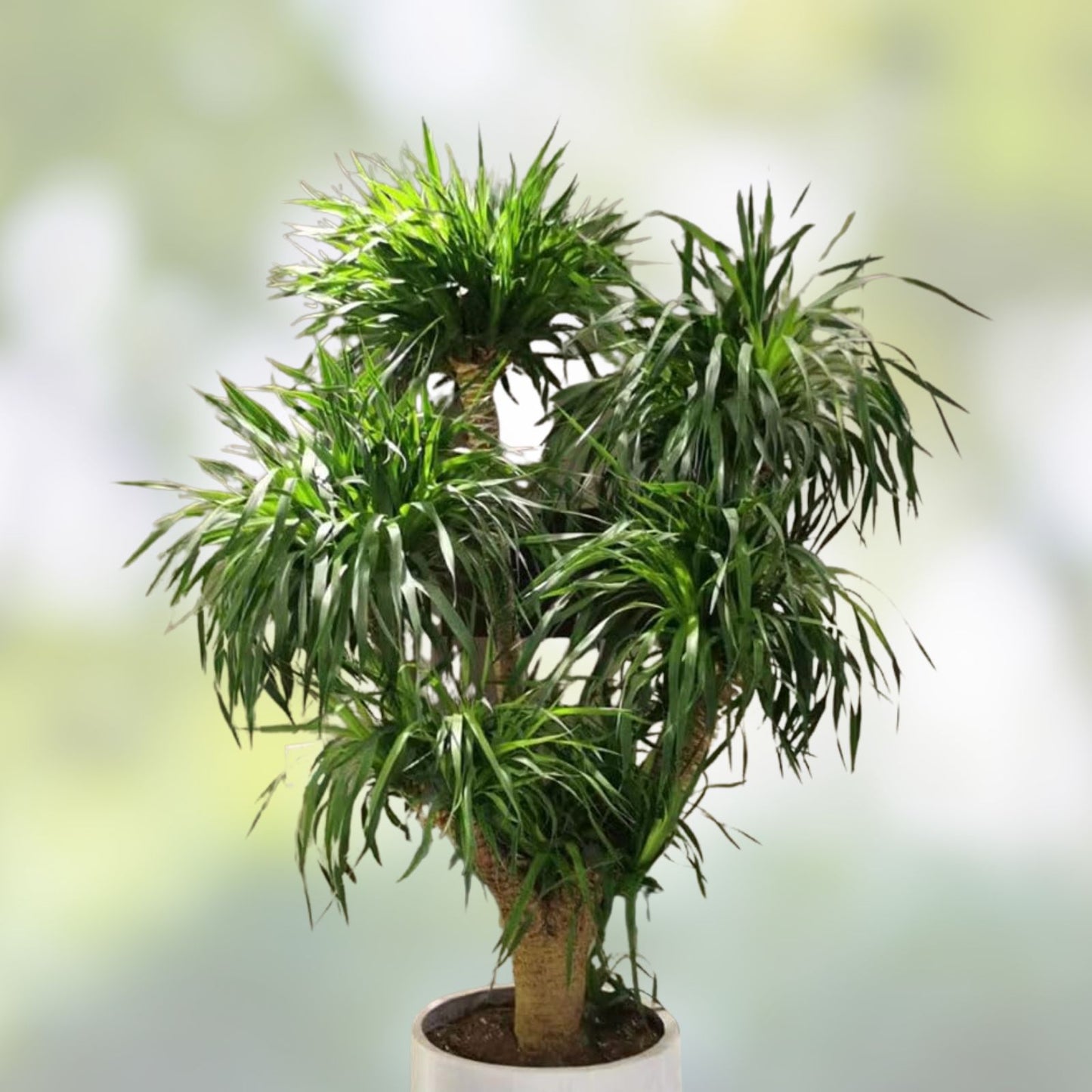Dragon Tree Seeds 10 Pack - Dracaena Draco - Exotic Indoor Plant Seeds for Growing