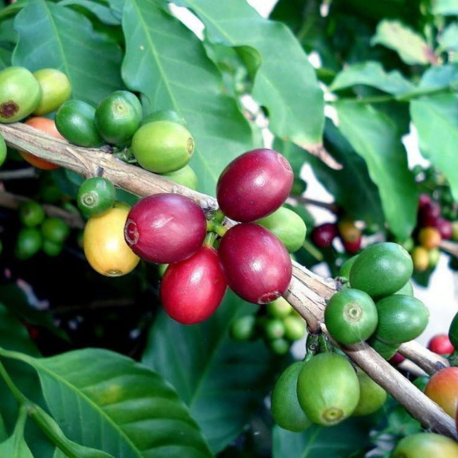 Rooted Arabica Coffee Bean Starter Plant - Brew Your Own Coffee - Coffea arabica - Coffee Plant for Home Growing