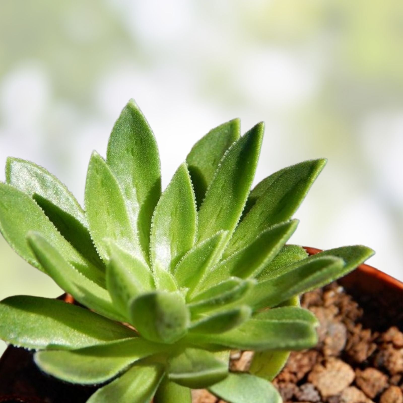 Succulent 2" Live Plant - Aeonium Simsii Green - Large Rosette - Aeonium simsii