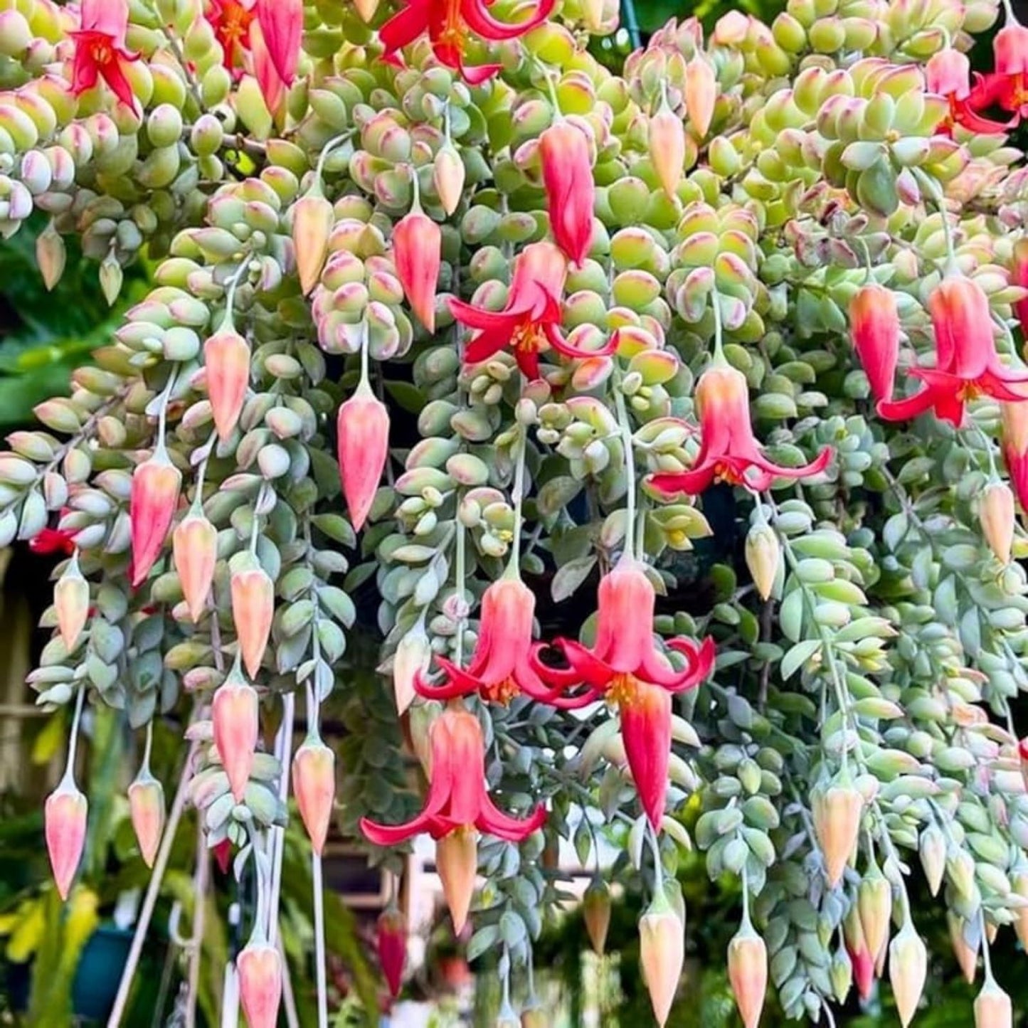 Live Rare Cotyledon Pendens Succulent in 4-inch Pot – Unique Indoor Houseplant for Succulent Collection