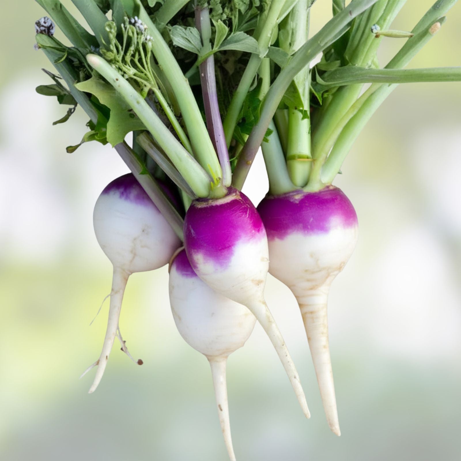 Purple Top Turnip Seeds Non GMO Heirloom Brassica rapa Vegetable Garden Starter Plant