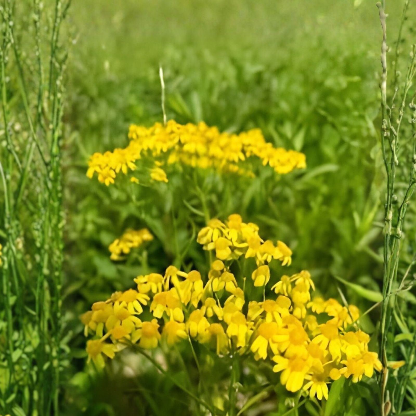Aurea Potentilla Perennial Seeds 5000 Count - Hardy Garden Plant with Bright Yellow Flowers - Potentilla aurea