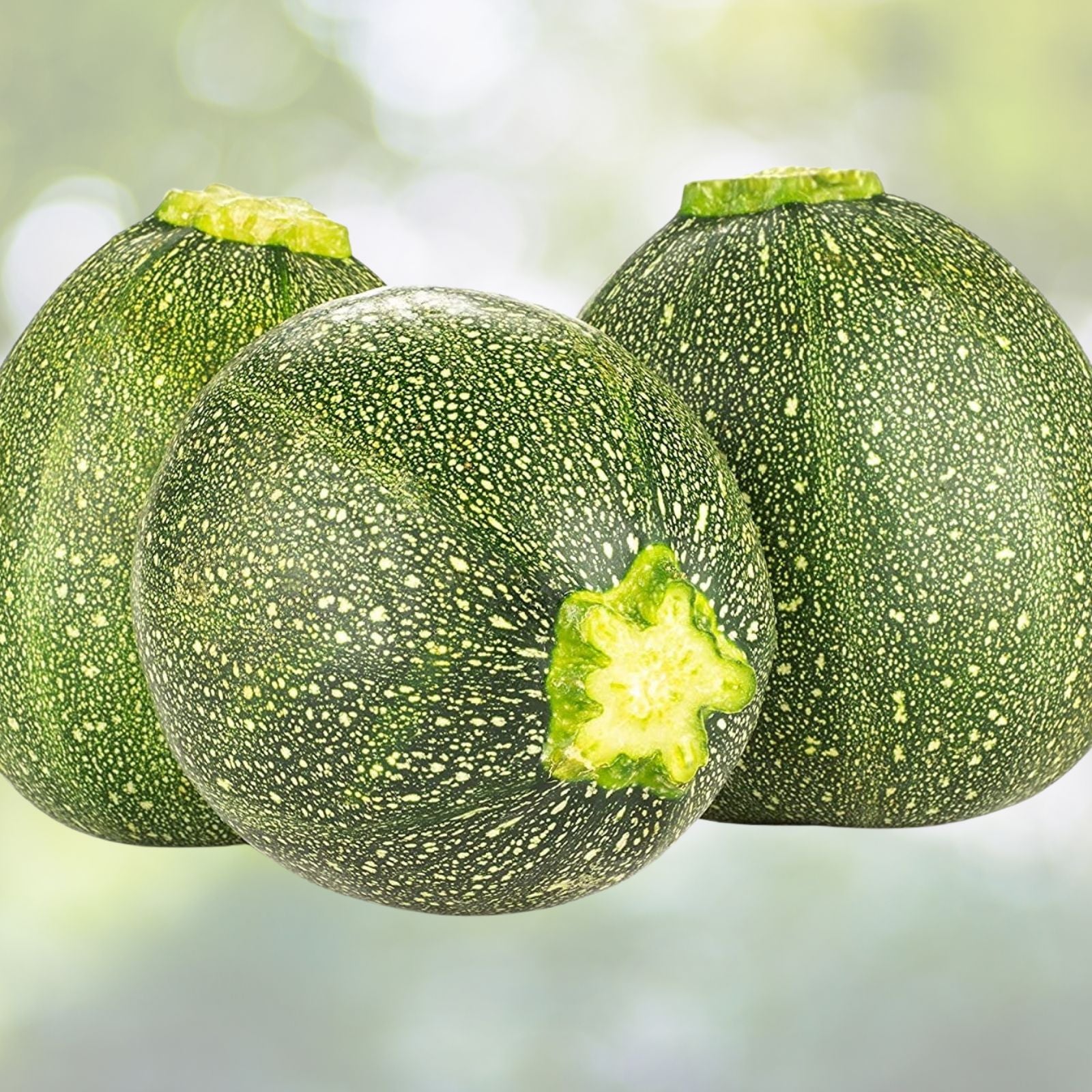 Heirloom Zucchini Seeds 500+ Non-GMO Long Dark Green Squash Cucurbita pepo for Gardening, Vegetables, Organic Farming