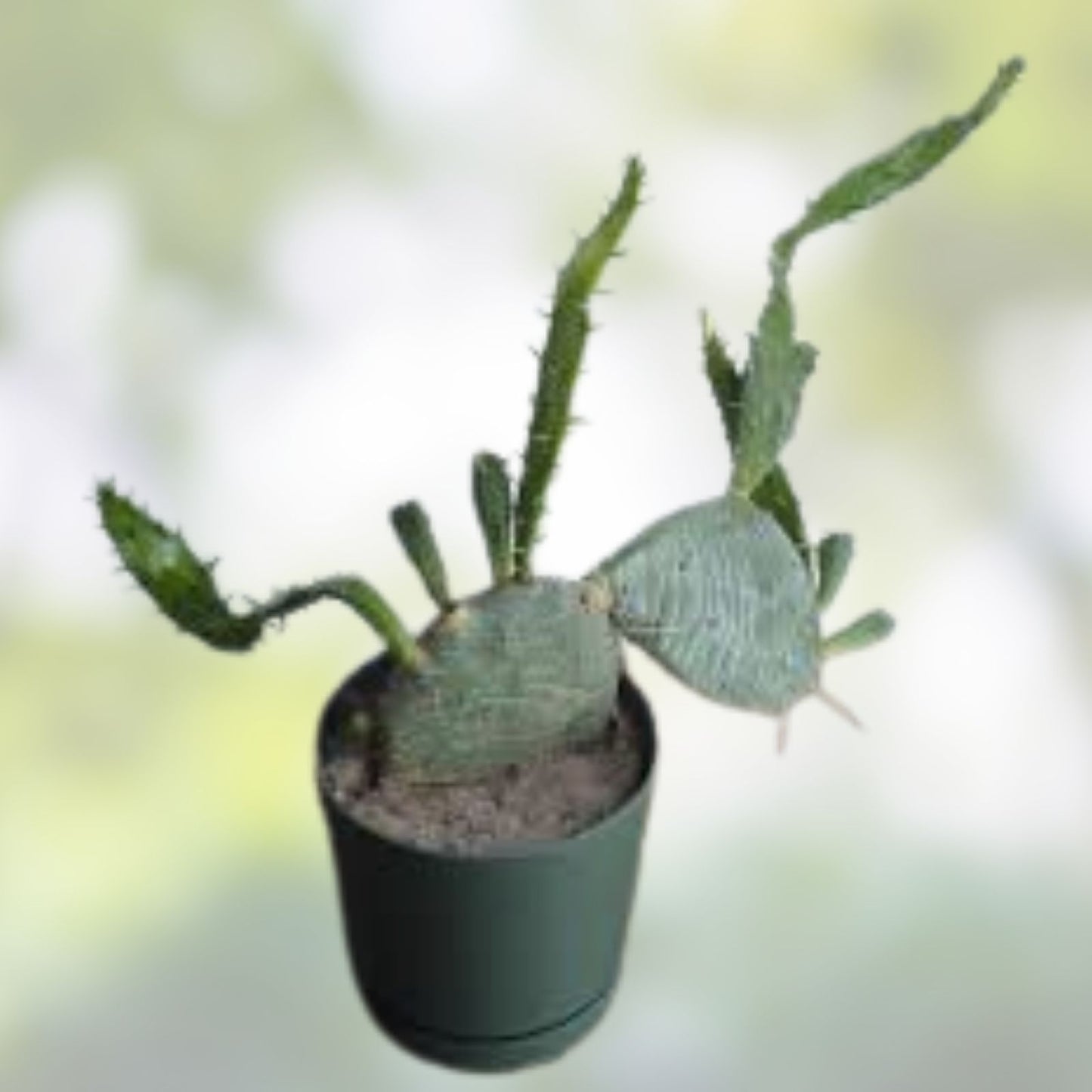 Weberocereus bradei Cactus - Rare Succulent Plant - W2 Lot - Unique, Seldom Offered Cactaceae