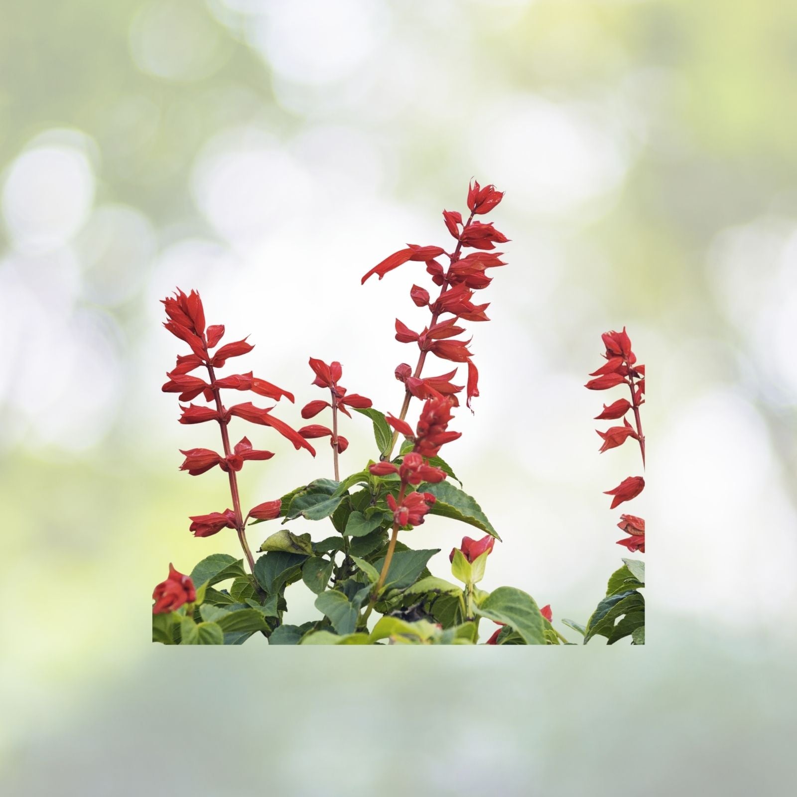 Scarlet Sage Seeds - 500+ Pack - Medicinal Herb Wildflower, Salvia Coccinea