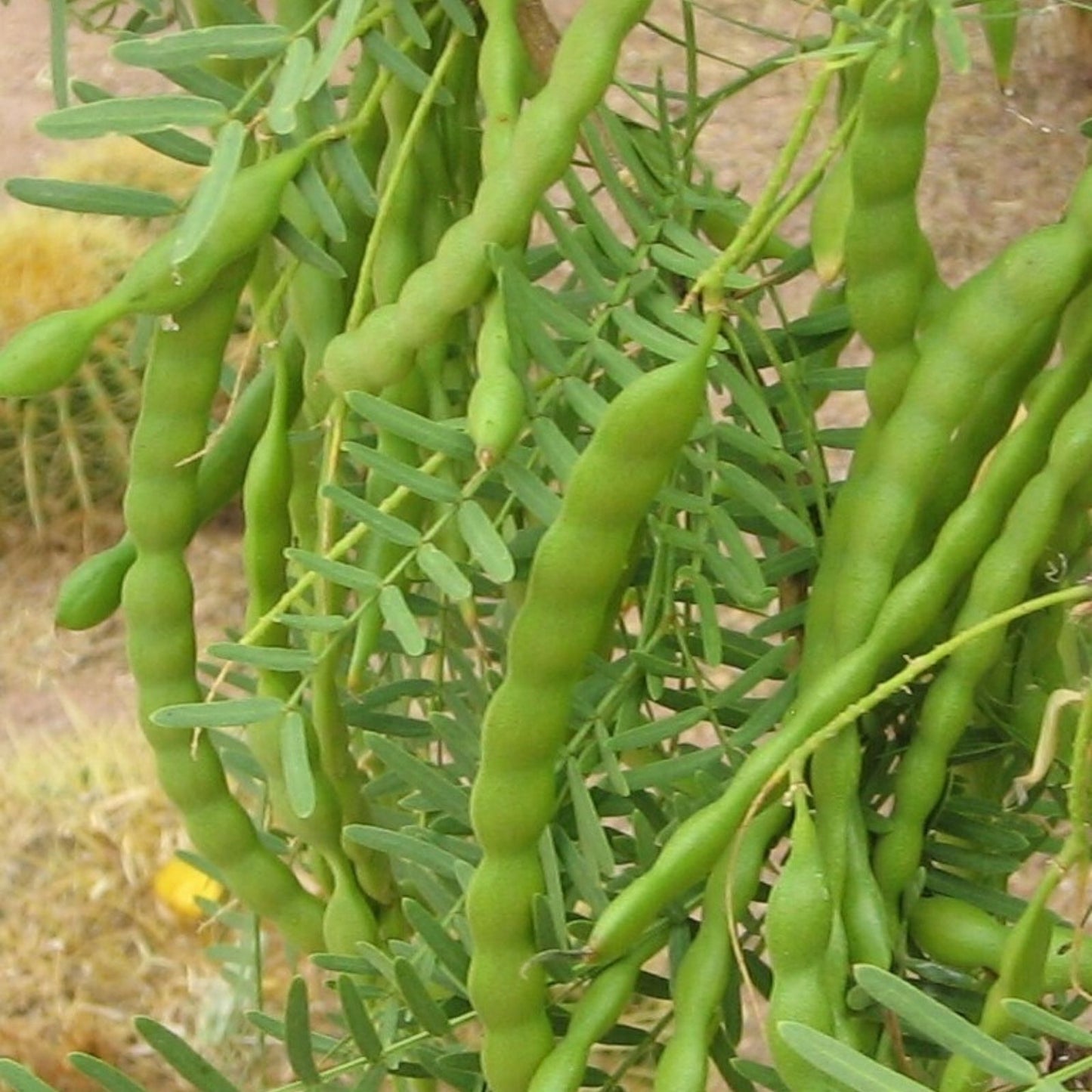 Honey Mesquite Seed Pods 10 Pack Drought Tolerant Legume Prosopis glandulosa 2025 Harvest