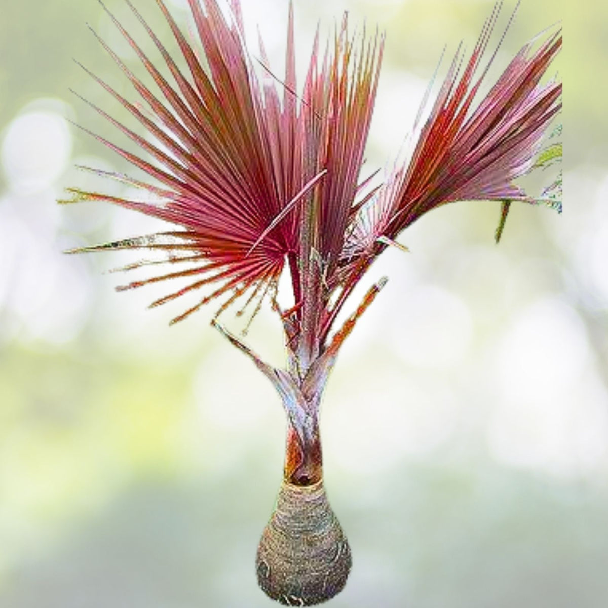 Large Red Latin Palm Seedling 3 Gal Fully Rooted Rare Latania lontaroides