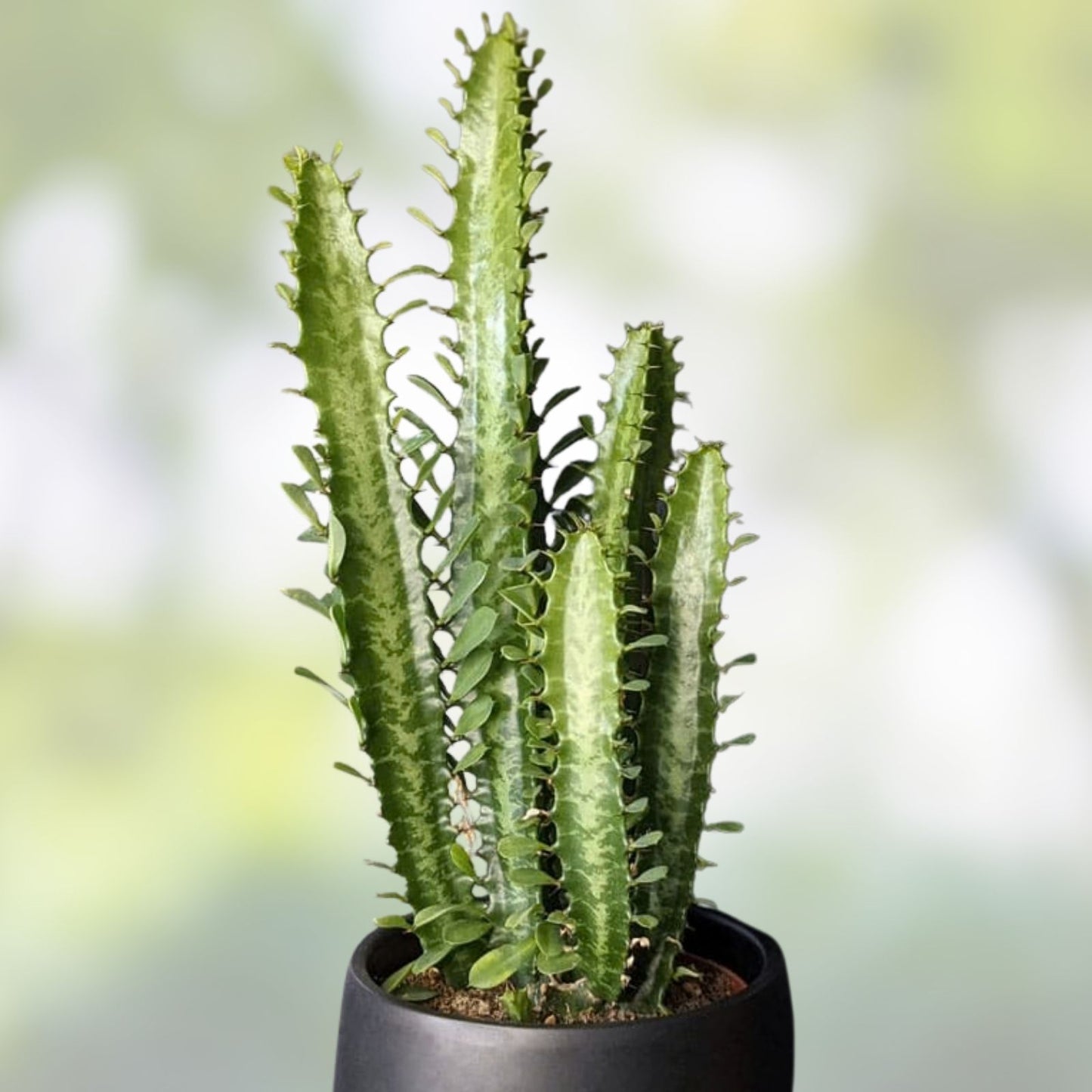 Jesus Cutting Plant 1 Piece, Not Rooted, Indoor Houseplant, Propagation, Euphorbia trigona