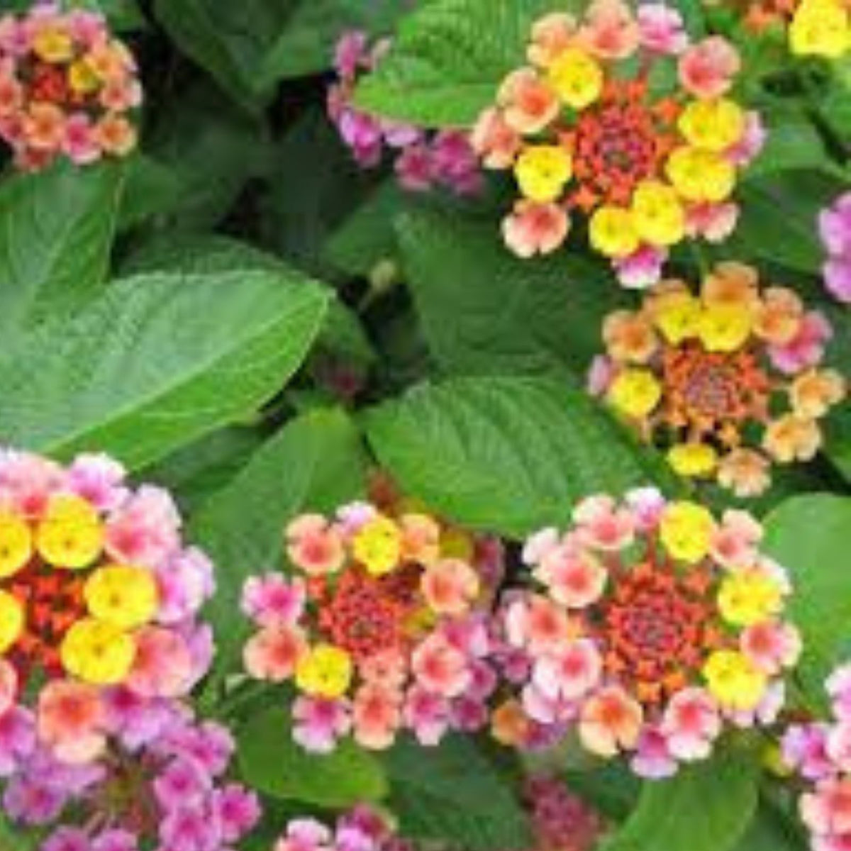 Lantana Plug 3 5" Tall Chapel Hill Pink Cold Hardy Groundcover Plants Lantana camara