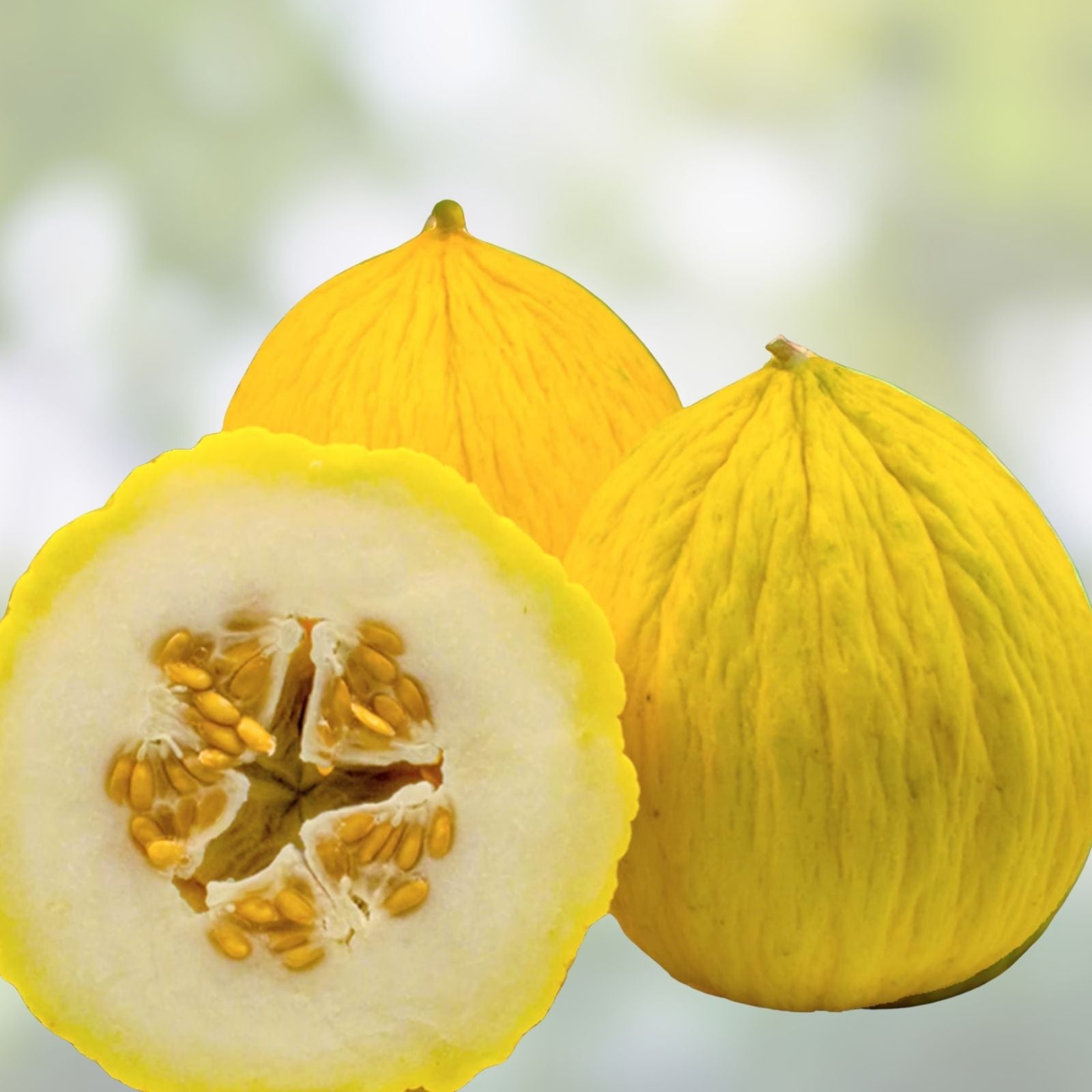 Golden Beauty Casaba Melon Seeds - 20 Count, Easy to Grow, Sweet Flavor, Cucumis melo