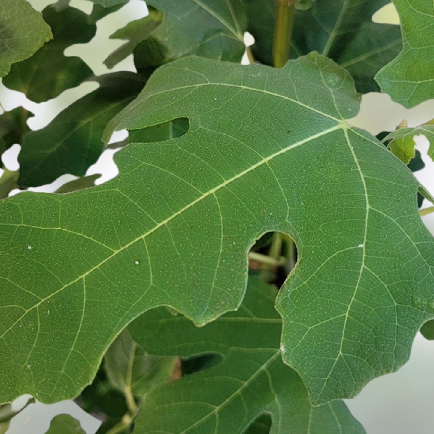 Bensonhurst Purple Cutting 8 Inch Stem with 3 Nodes - Rare Plant Propagation Variety