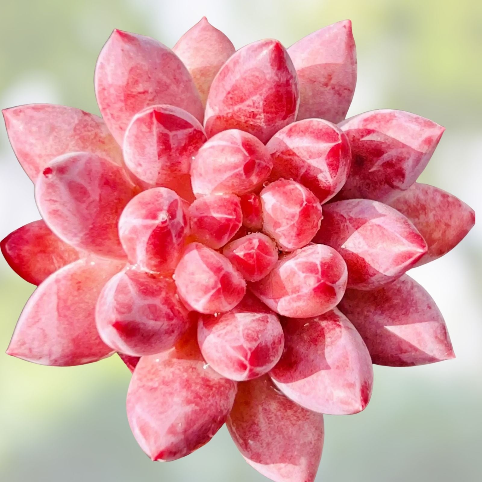 Rare Graptoveria Dusty Succulent Plant 3-Inch, Easy Care Live Plant for Home Decor, Gift for Plant Lovers