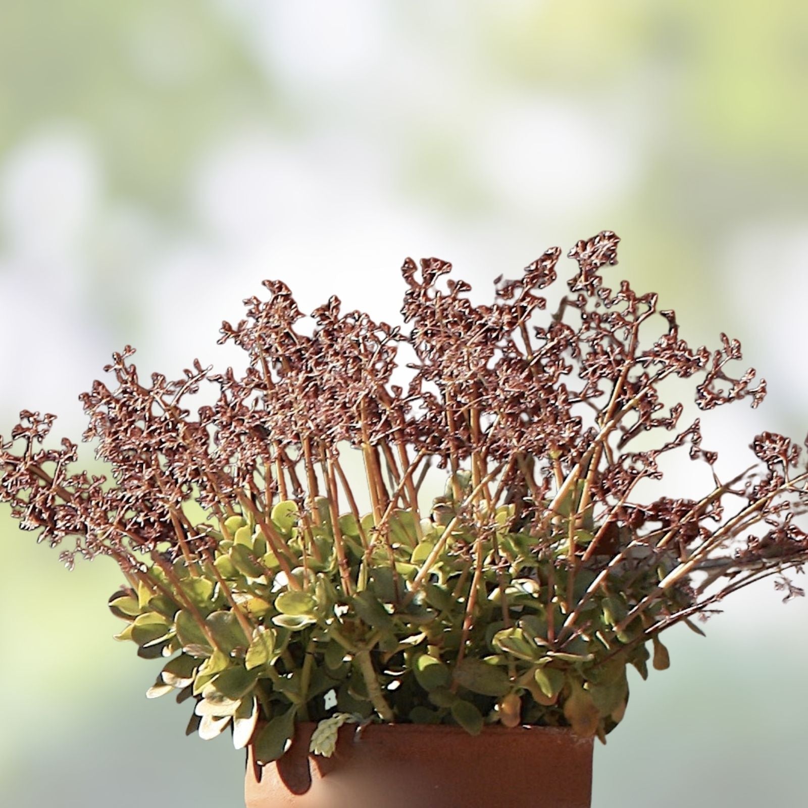 Fairy Crassula Cuttings - 3-inch Succulent Plant - Crassula multicava - Easy Care Indoor Plant