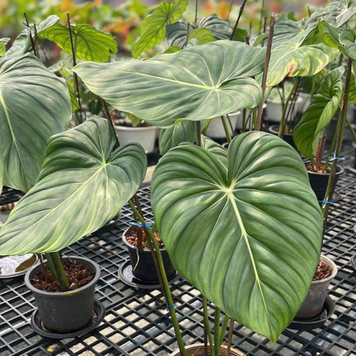 Philodendron McDowell Plant in 9" Pot, Easy Care Houseplant with Exotic Foliage (Philodendron McDowell)