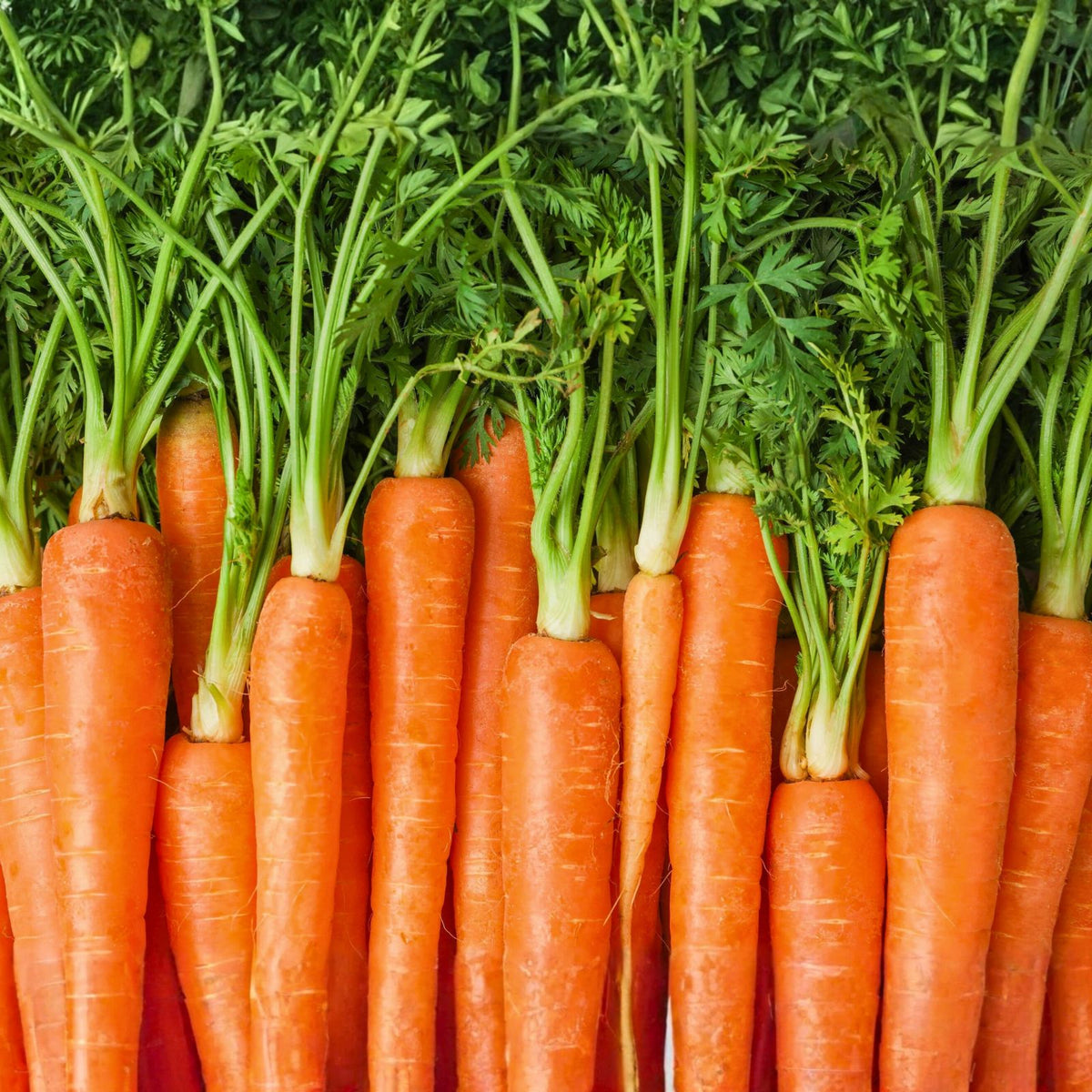 Carrot Seeds - 50+ Heirloom Danvers 126 Organic Non-GMO Vegetable Seeds - Daucus carota