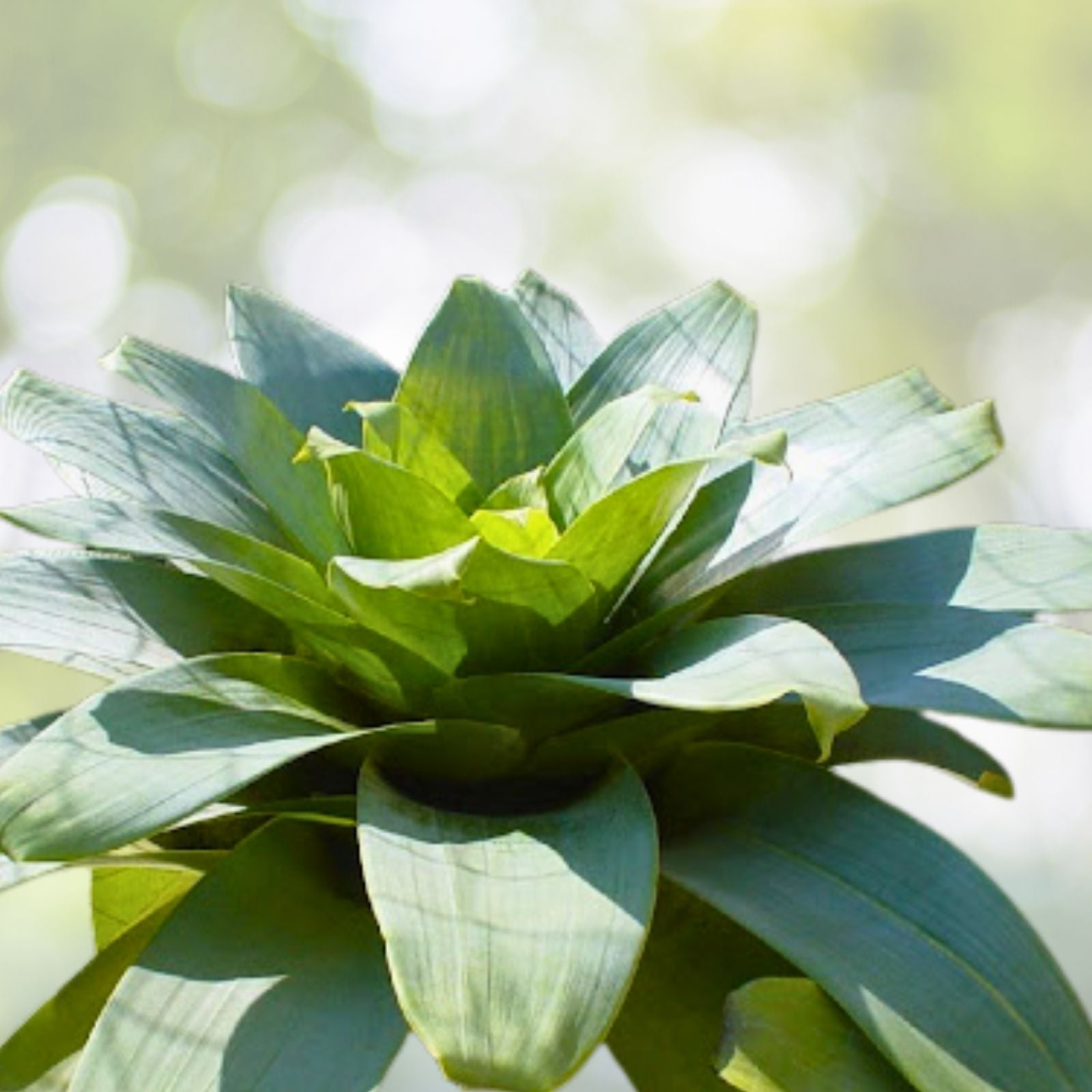 Alcantarea Imperialis Green Pot 9" - Tropical Bromeliad with Spineless Foliage - Alcantarea Imperialis ‘Green’