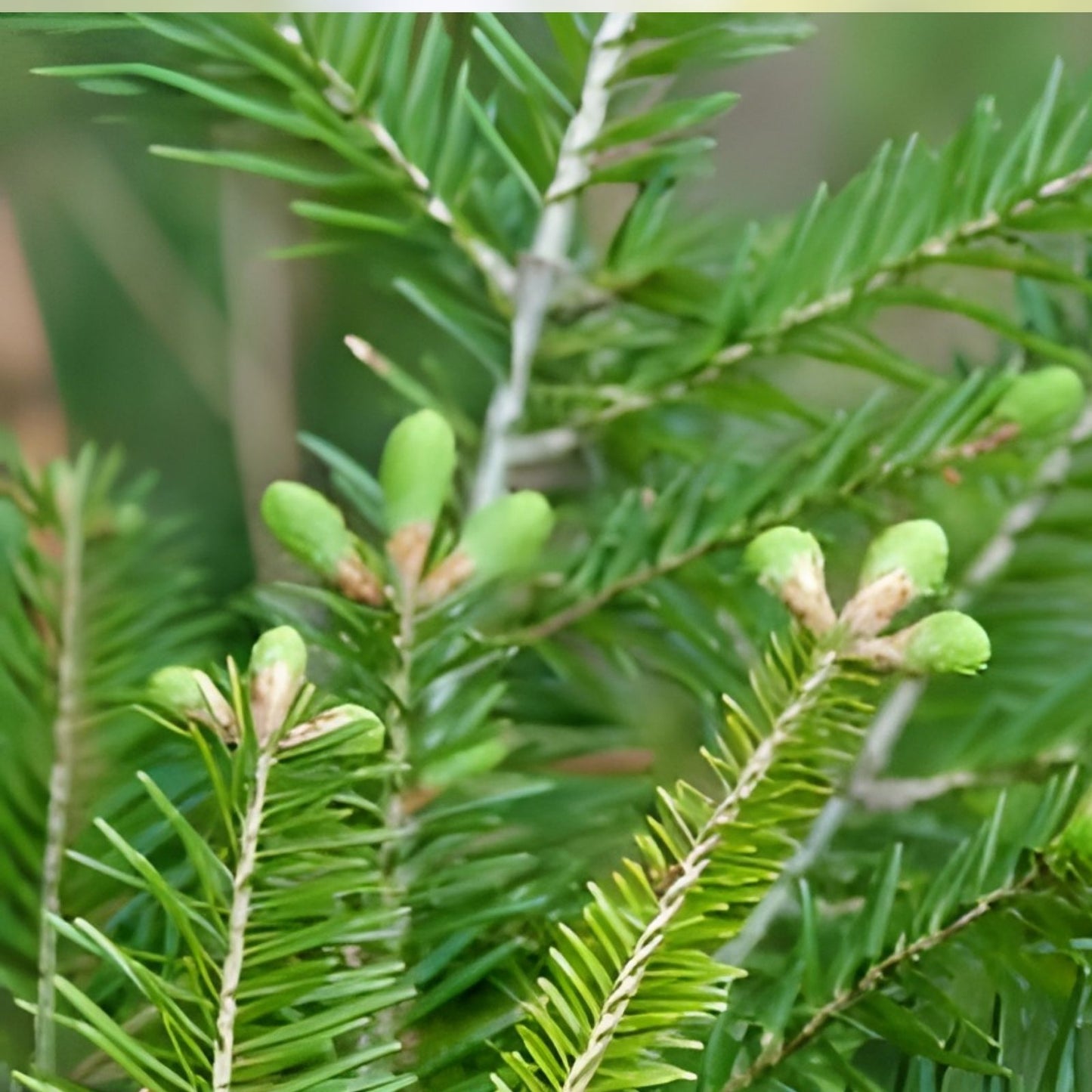 Balsam Fir Tree Seedlings 12-24 Inches Tall Abies balsamea for Planting Landscaping Evergreen Tree