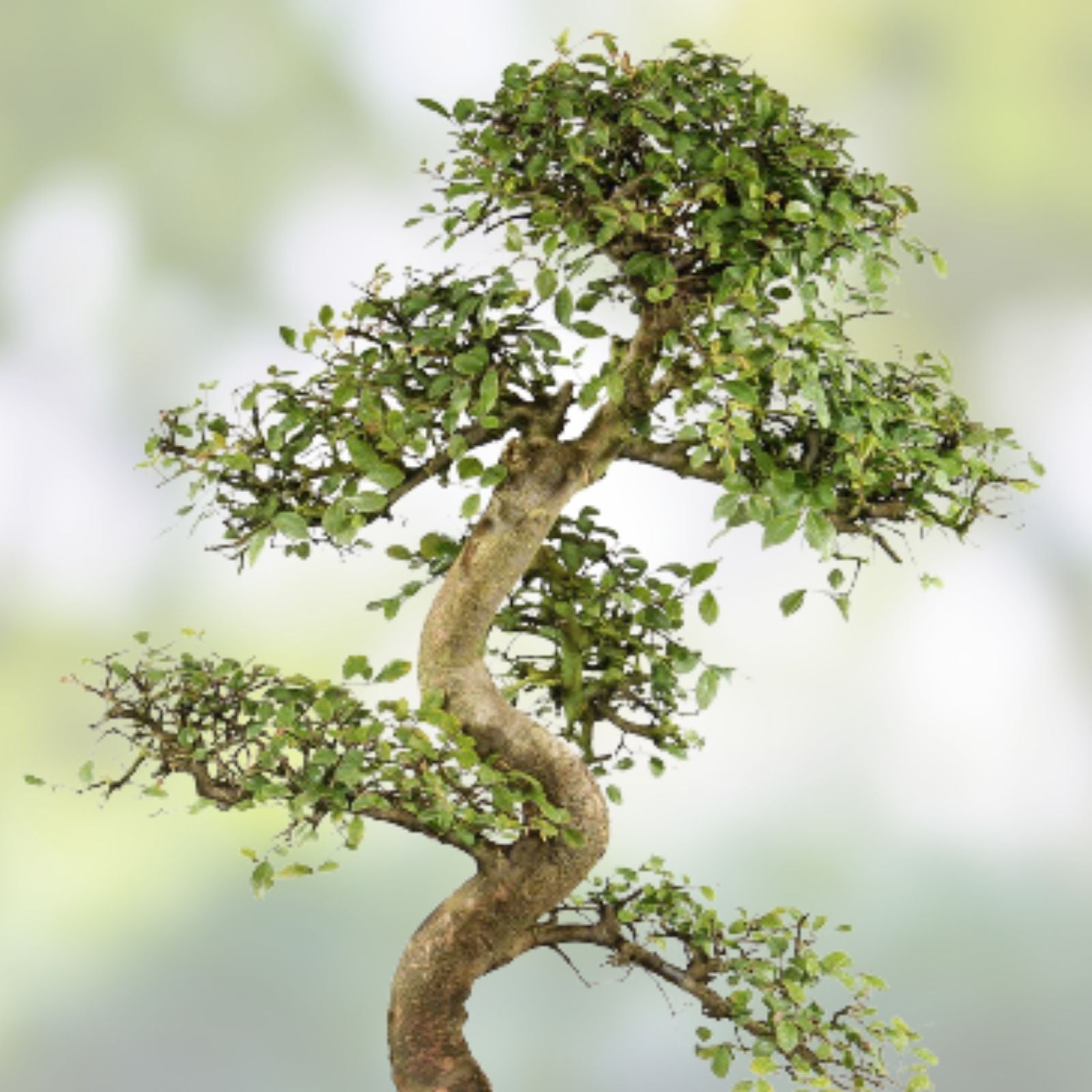 Chinese Elm Bonsai Tree Seeds - 30 Seeds - Ulmus parvifolia - Prized Bonsai Specimen for Cultivation