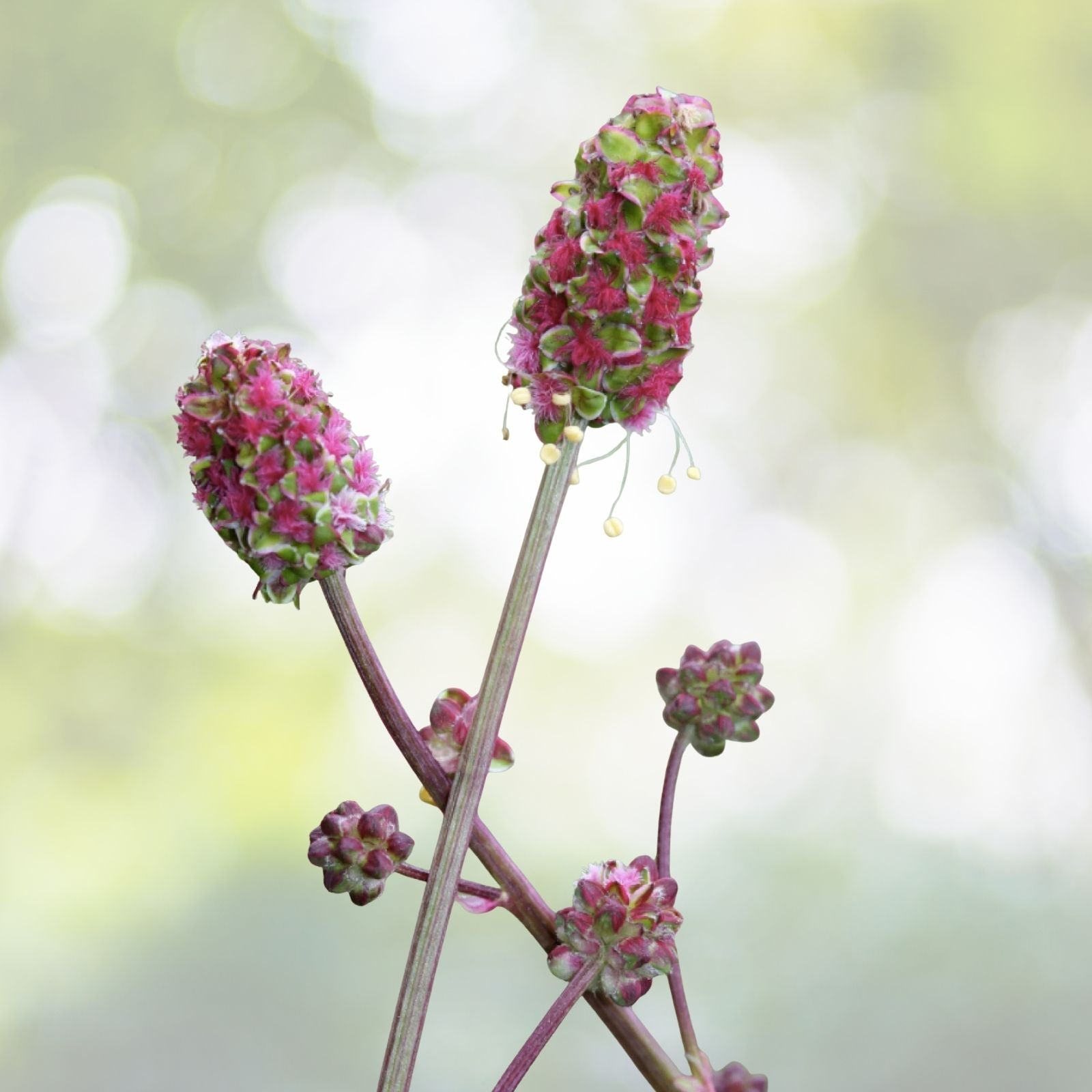 Salad Burnet Seeds - 90+ Non-GMO 'Little Angel' Culinary Herb - Sanguisorba minor