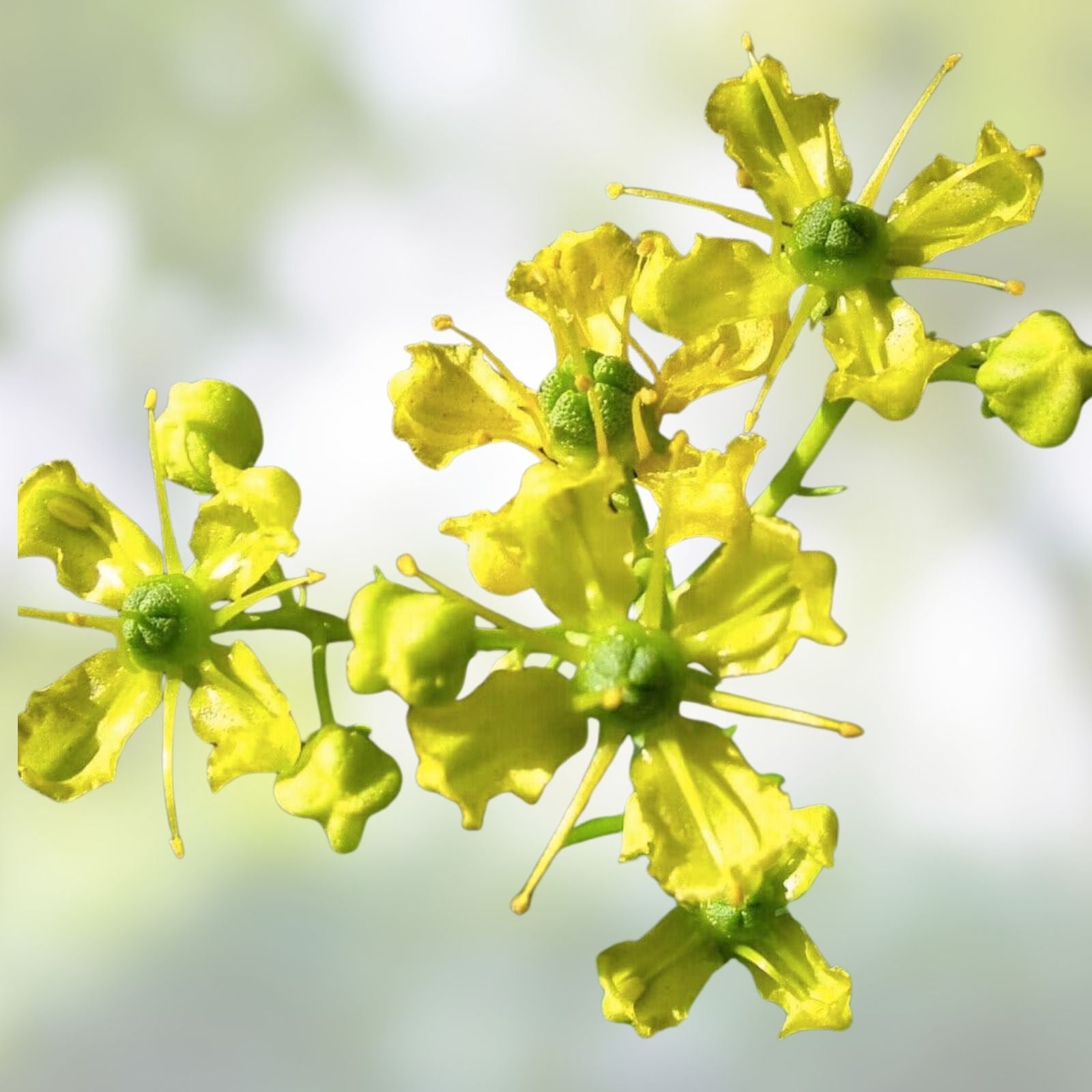 Common Rue Seeds | Medicinal Herb Garden Plant | Ruta graveolens | 100 Seeds for Gardening and Herbal Use