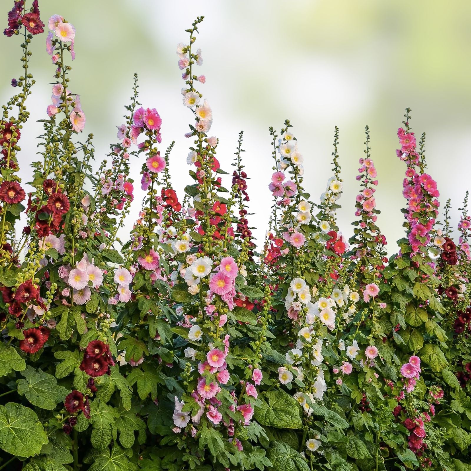 Hollyhock Seeds for Planting, Mixed Colors, 100+ Seeds, Long Blooming Period, Alcea rosea, Perennial Flower Seeds