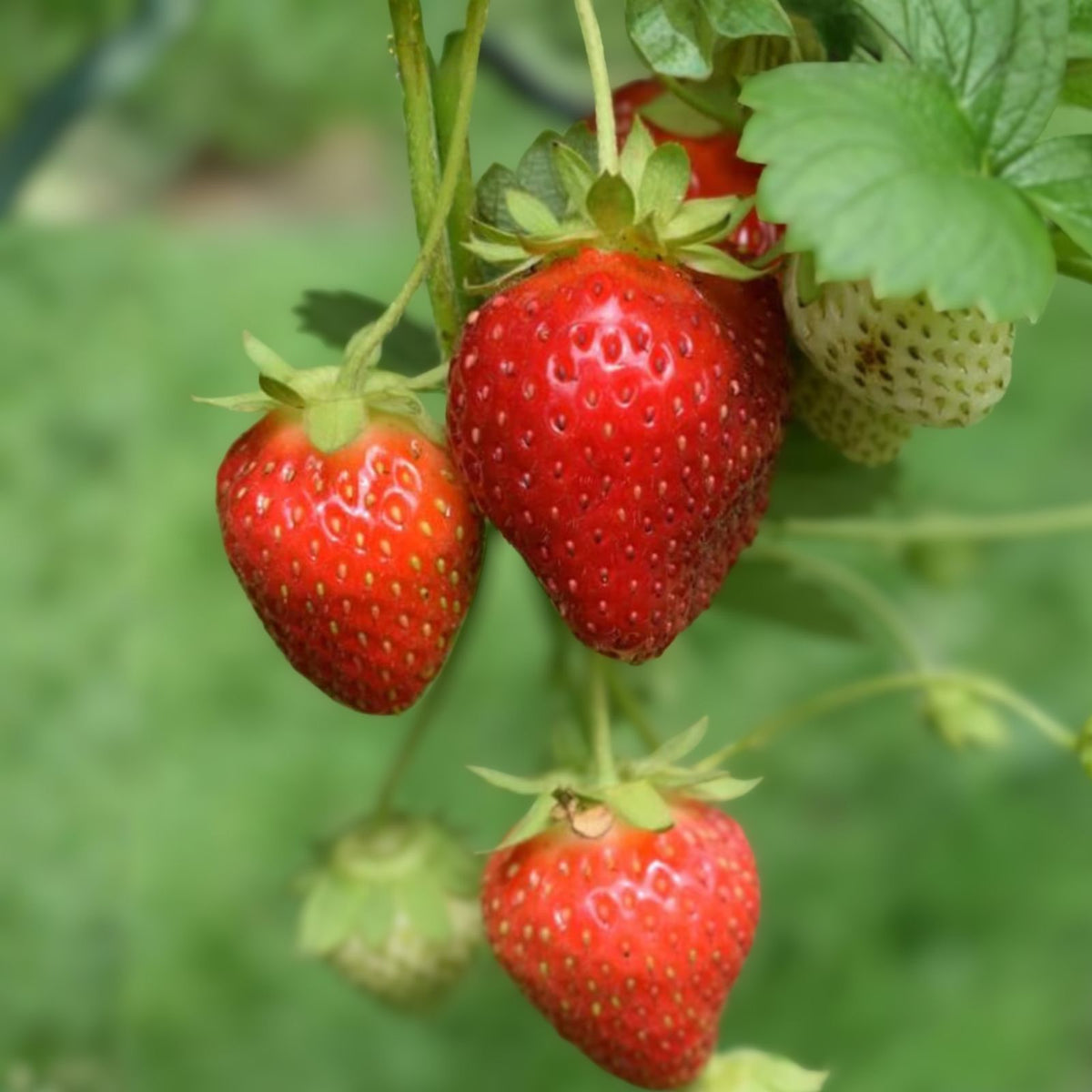 Allstar Strawberry Plants - 3 Bare Root Perennials, Large Sweet Berries, Fragaria x ananassa, Zones 4-9
