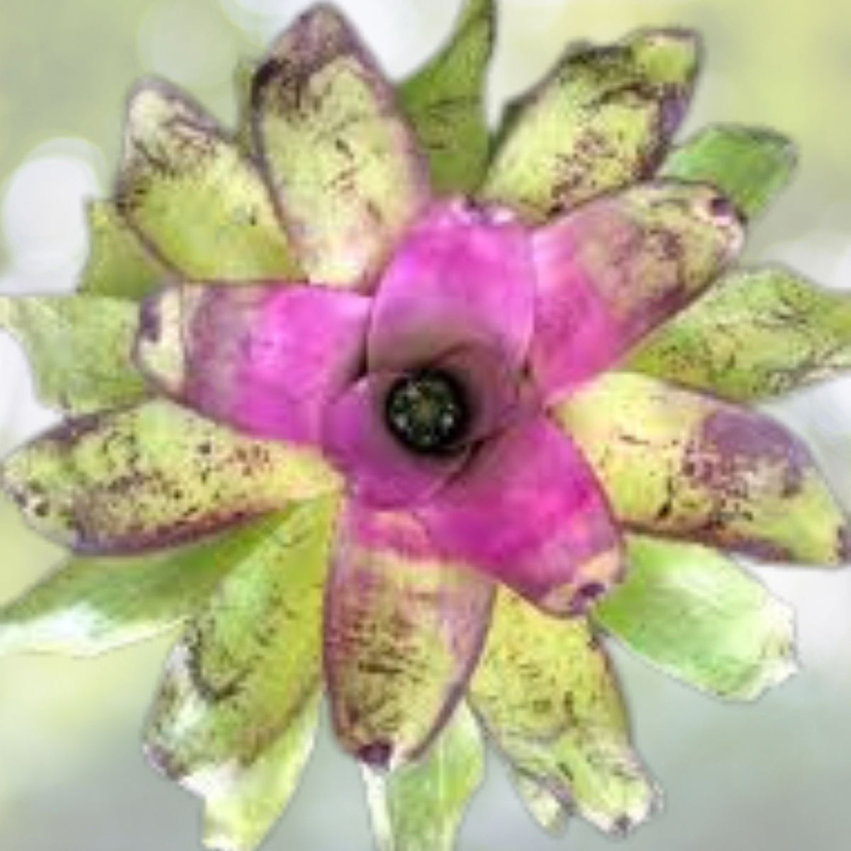 Neoregelia Concentrica Bromeliad Plant in 8" Pot - Tropical Indoor Houseplant with Vibrant Green Foliage - Neoregelia Concentrica