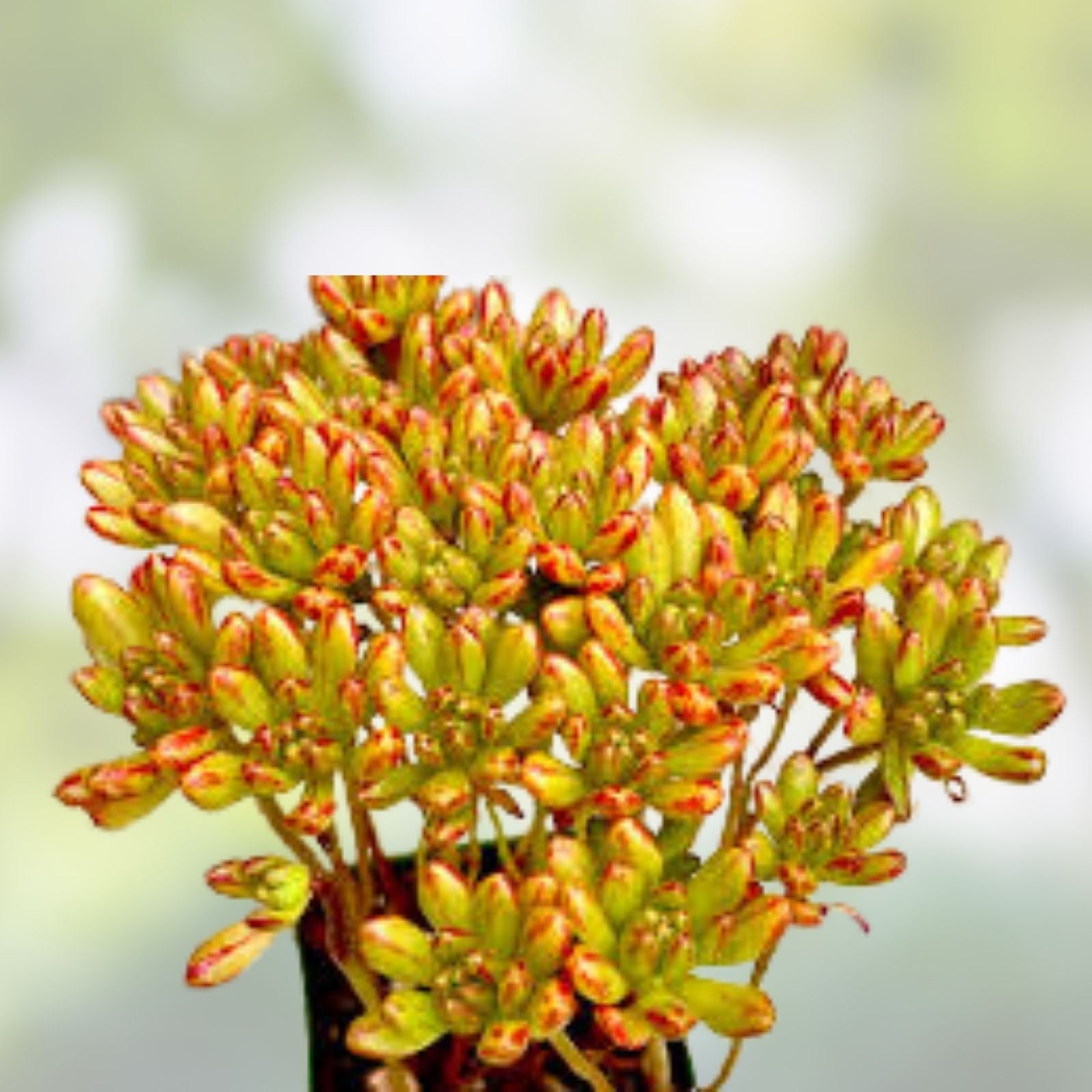 Aeonium Sedifolium Variegated Cuttings | Dwarf Succulent Plant | 10 Branches | Free Shipping