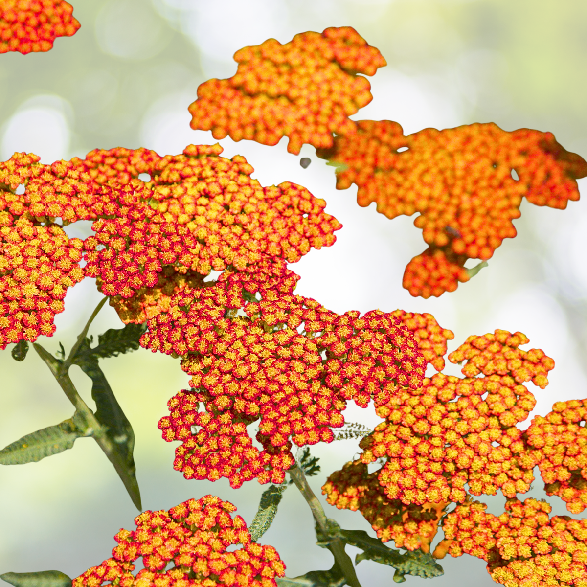 Yarrow Seeds - Sunset Mix - Perennial Gold & Red Flowers - Non-GMO, 1500 Seeds - Achillea millefolium