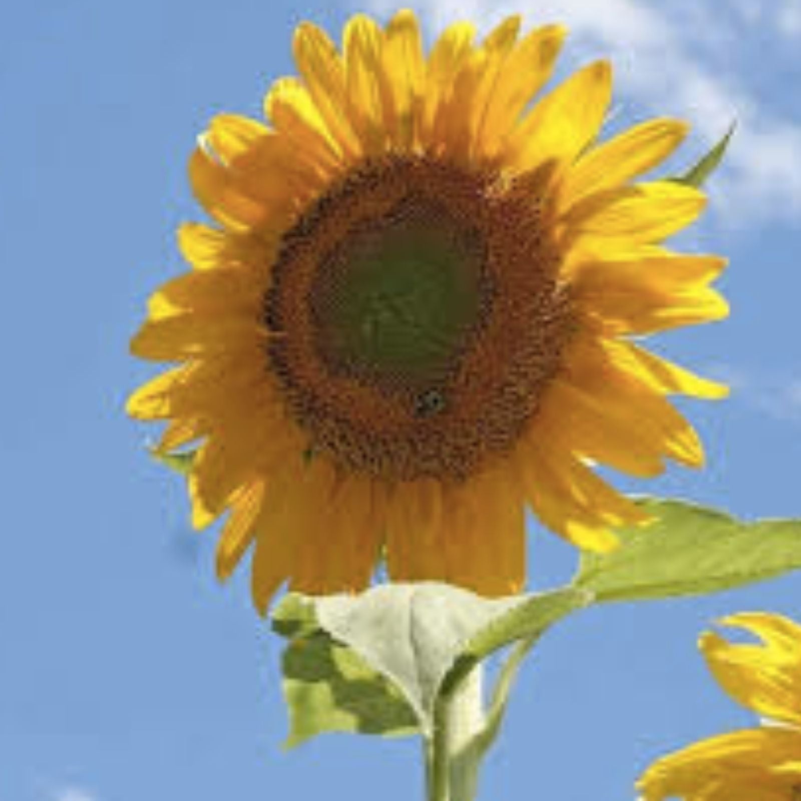 Mammoth Sunflower Seeds 50 Grey Striped Large Vibrant Flowers Helianthus annuus Garden Seeds