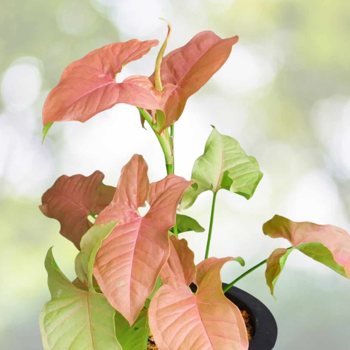 Syngonium Strawberry Cream Plant 6" Pot | Goosefoot Plant | Nephthytis | Easy Care Indoor Houseplant